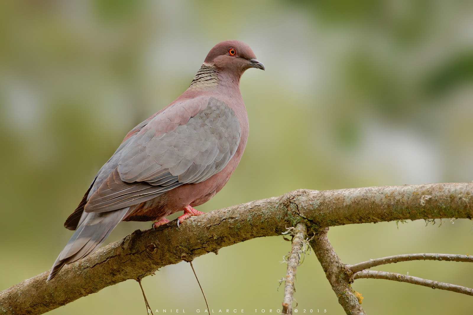 Sigma 50-500mm F4.5-6.3 DG OS HSM sample photo. Torcaza / chilean pigeon photography
