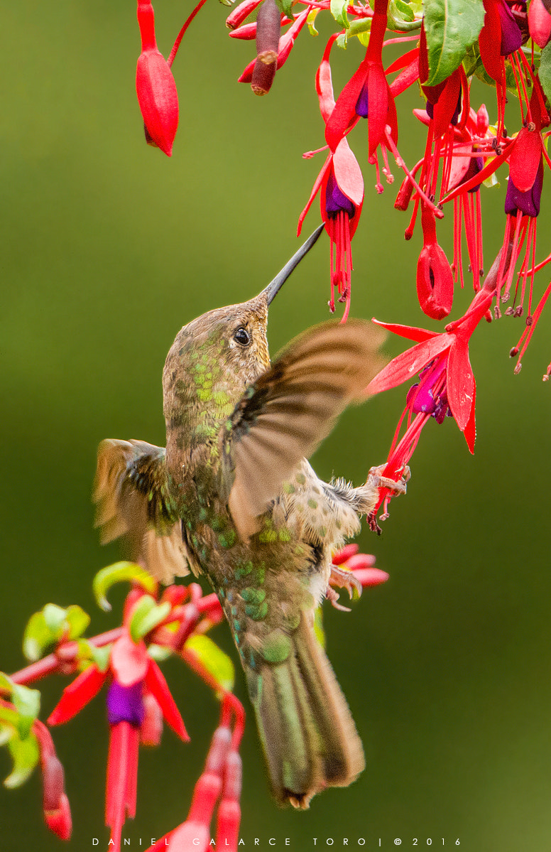 Nikon D7100 + Sigma 50-500mm F4.5-6.3 DG OS HSM sample photo. Picaflor chico / green backed firecrown photography