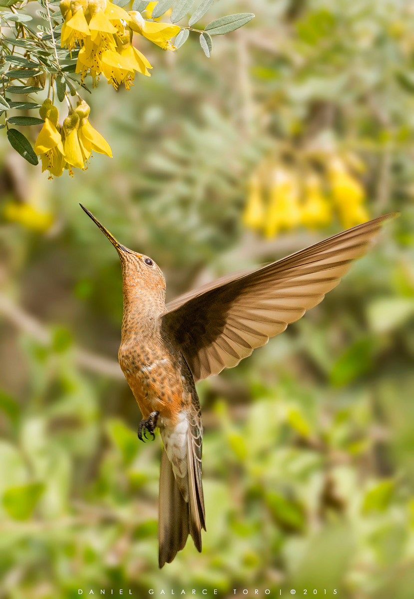 Sigma 50-500mm F4.5-6.3 DG OS HSM sample photo. Picaflor grande / giant hummingbird photography