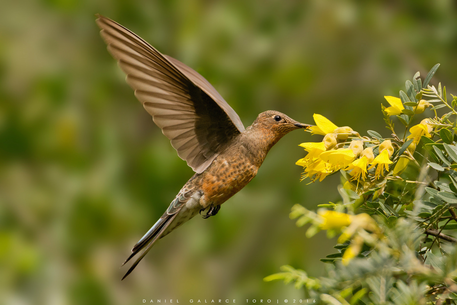Sigma 50-500mm F4.5-6.3 DG OS HSM sample photo. Picaflor grande / giant hummingbird photography