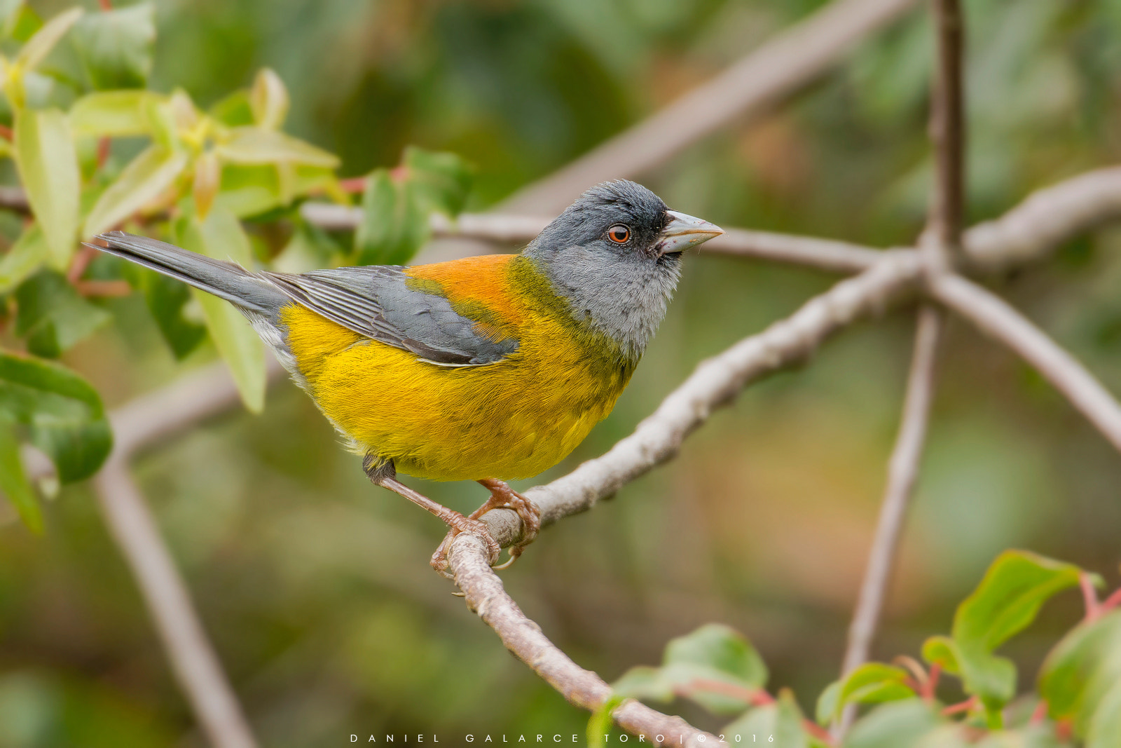 Sigma 50-500mm F4.5-6.3 DG OS HSM sample photo. Cometocino patagónico / patagonian sierra finch photography