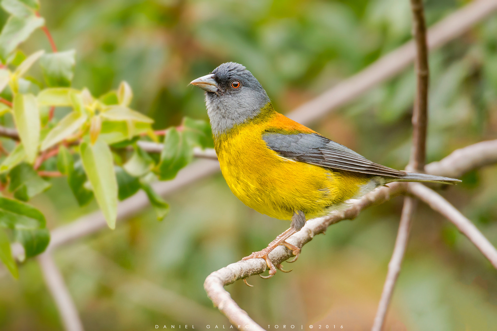 Sigma 50-500mm F4.5-6.3 DG OS HSM sample photo. Cometocino patagónico / patagonian sierra finch photography