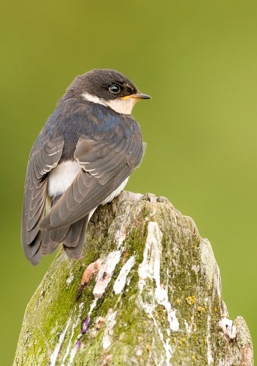 Nikon D7100 + Sigma 50-500mm F4.5-6.3 DG OS HSM sample photo. Golondrina chilena / chilean swallow photography