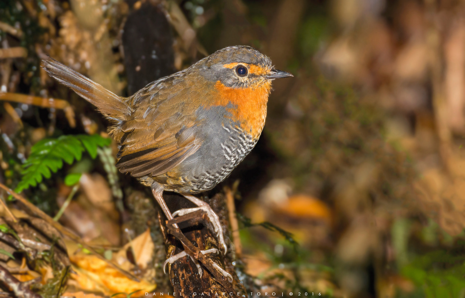 Sigma 50-500mm F4.5-6.3 DG OS HSM sample photo. Chucao / chucao tapaculo photography