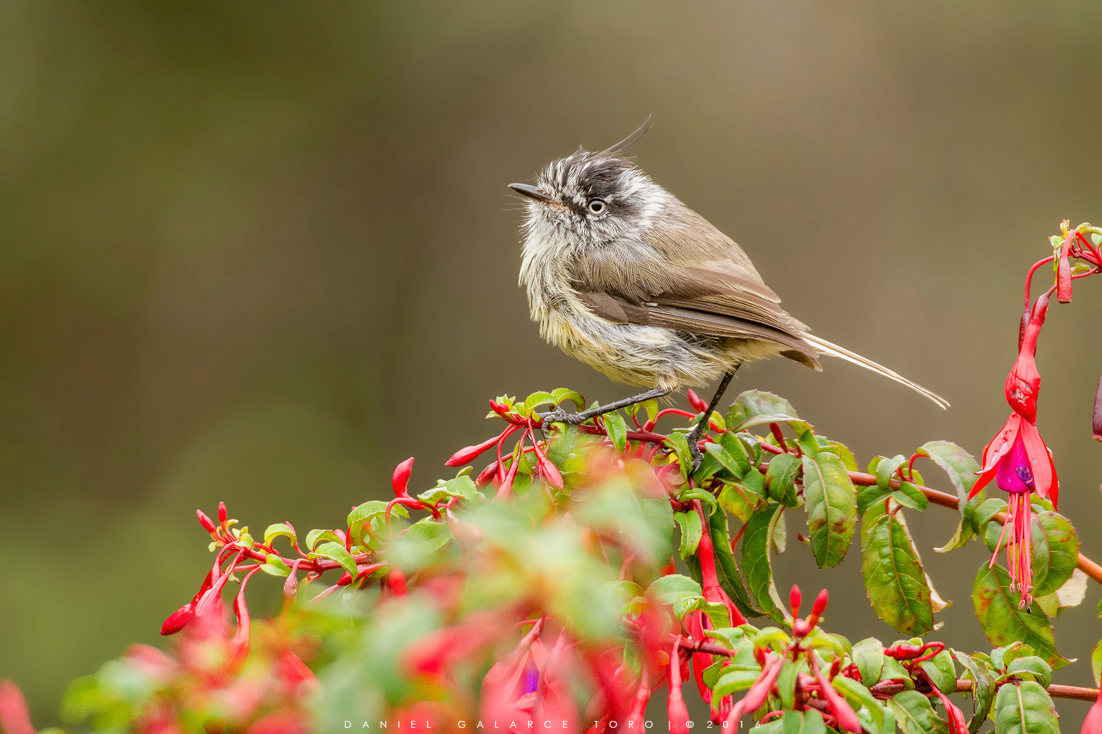 Sigma 50-500mm F4.5-6.3 DG OS HSM sample photo. Cachudito / tufted tit-tyrant photography