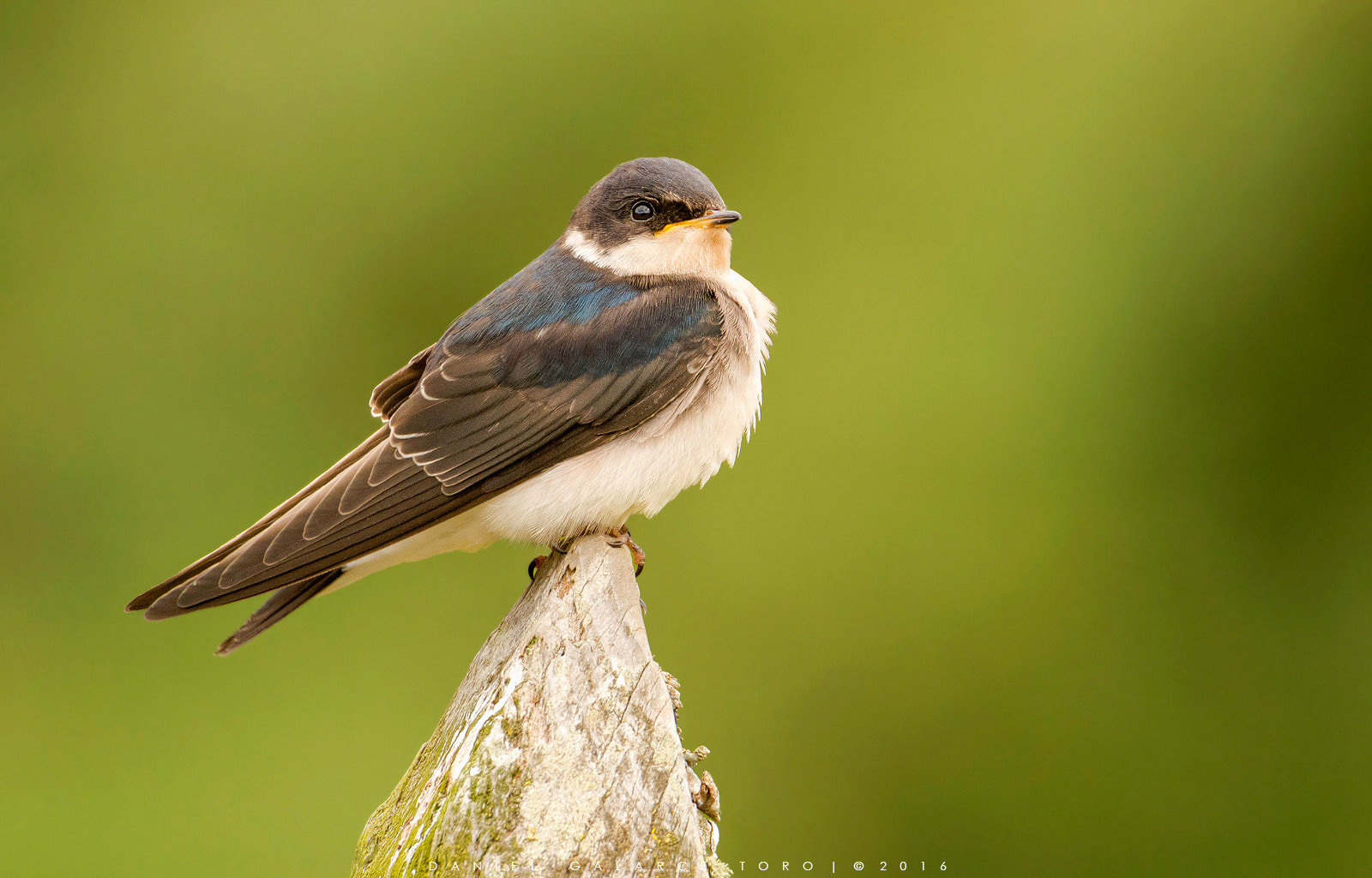 Sigma 50-500mm F4.5-6.3 DG OS HSM sample photo. Golondrina chilena / chilean swallow photography