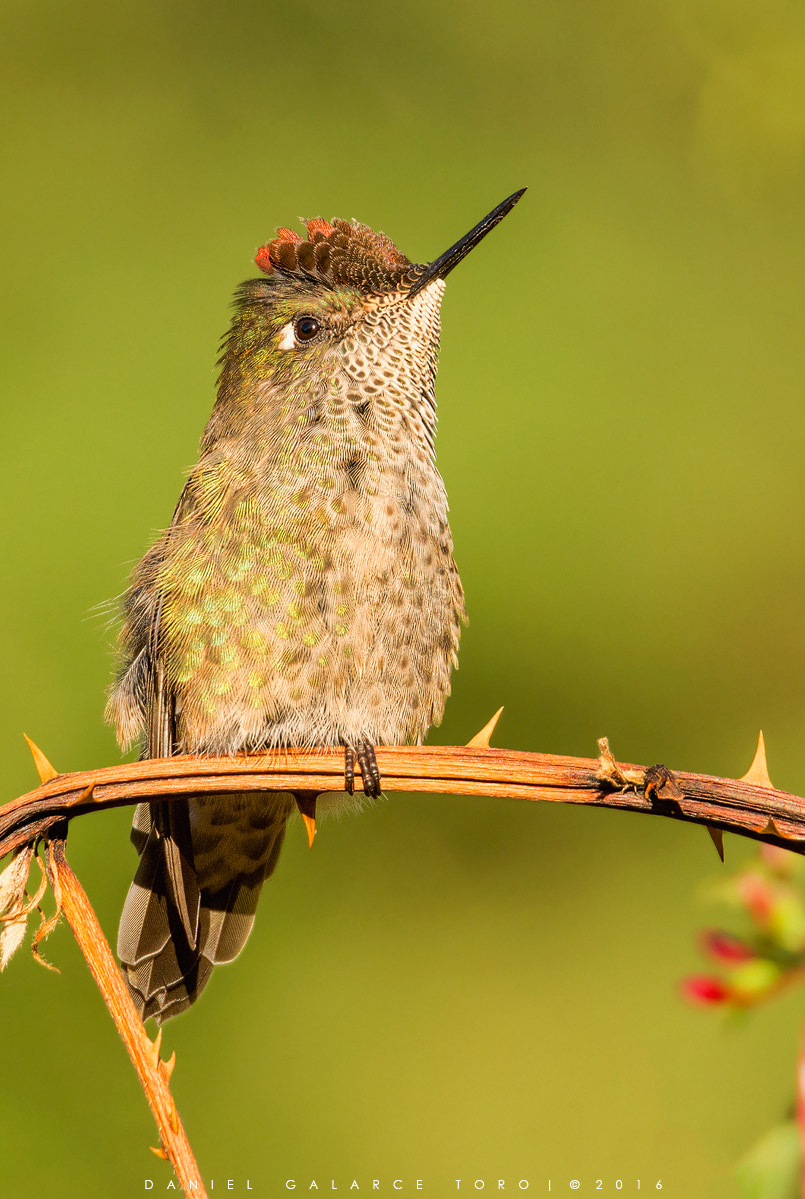 Nikon D7100 + Sigma 50-500mm F4.5-6.3 DG OS HSM sample photo. Picaflor chico / green backed firecrown photography