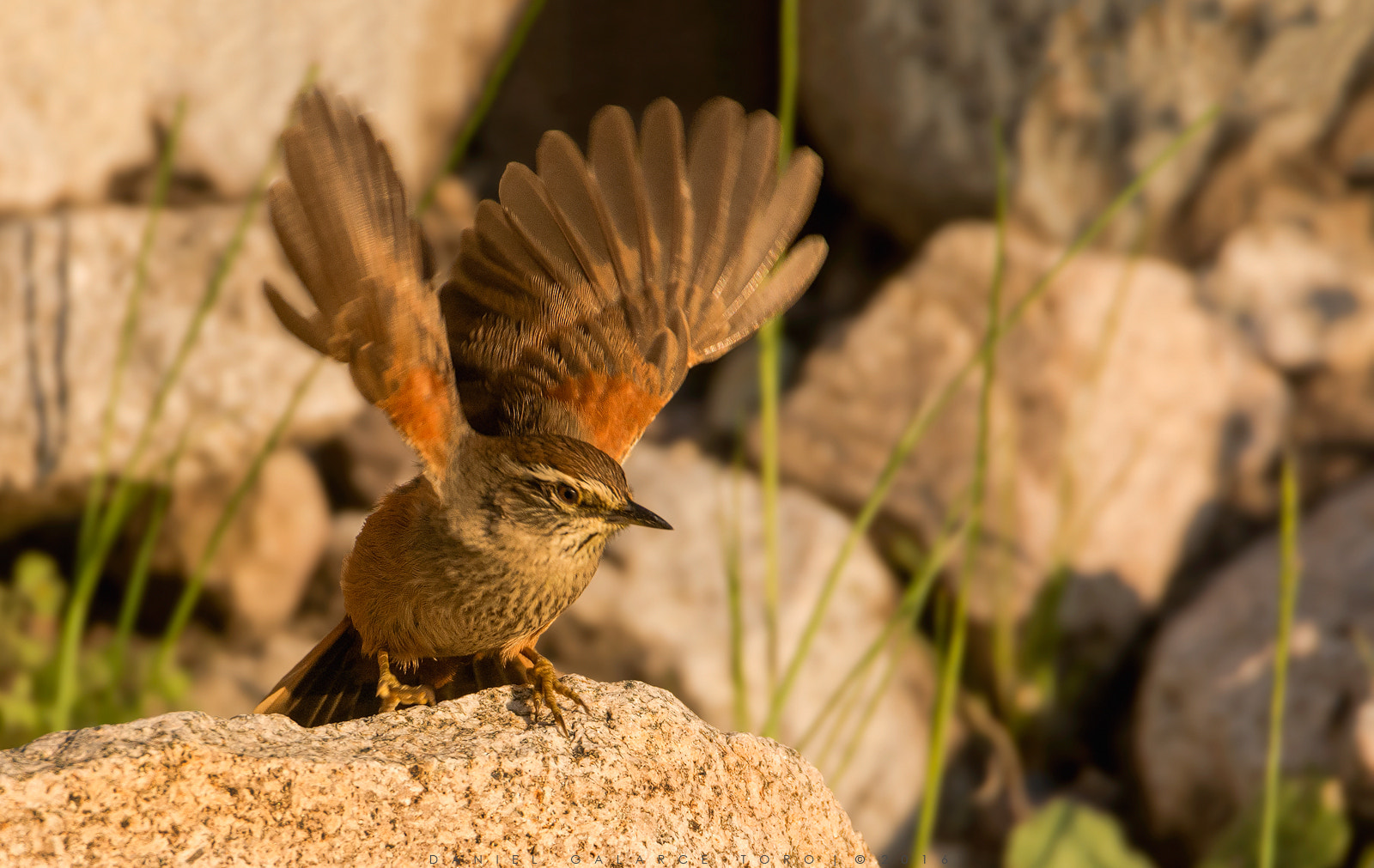 Sigma 50-500mm F4.5-6.3 DG OS HSM sample photo. Canastero / dusky-tailed canastero photography