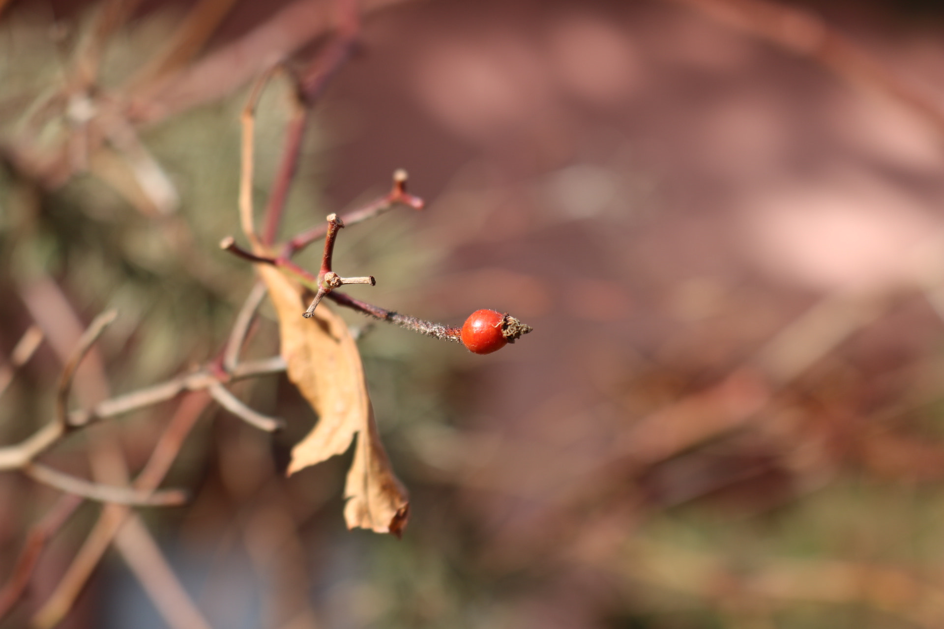 Canon EOS 760D (EOS Rebel T6s / EOS 8000D) sample photo. Flower photography