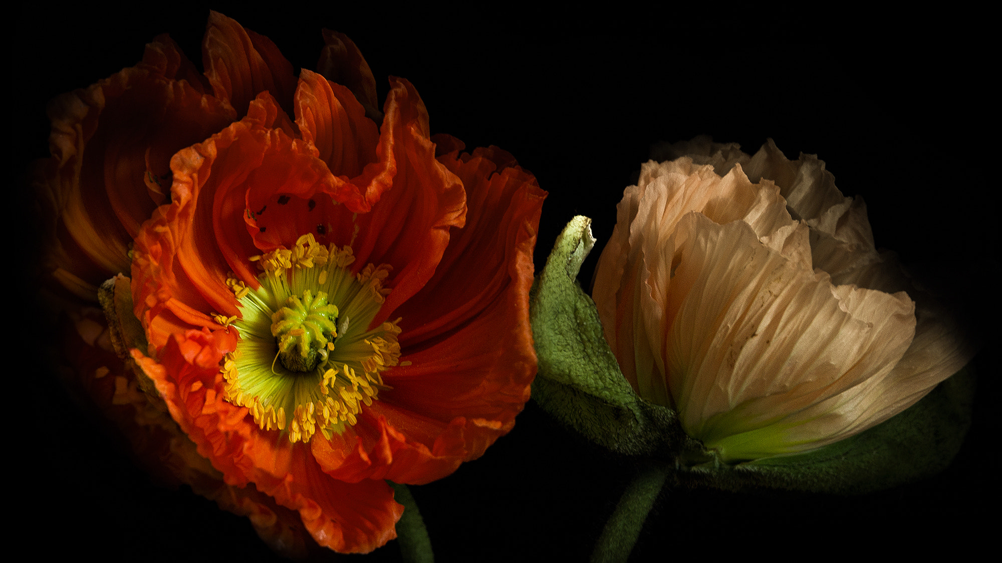 Canon EF 24-70mm F2.8L II USM sample photo. Rosa_rot photography