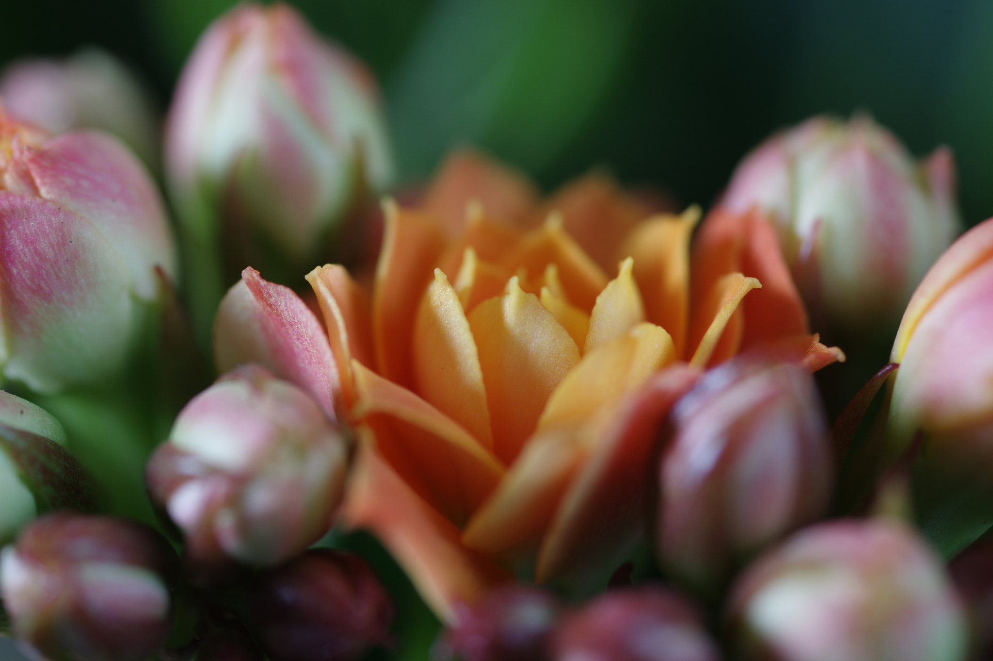Pentax smc D-FA 50mm F2.8 Macro sample photo