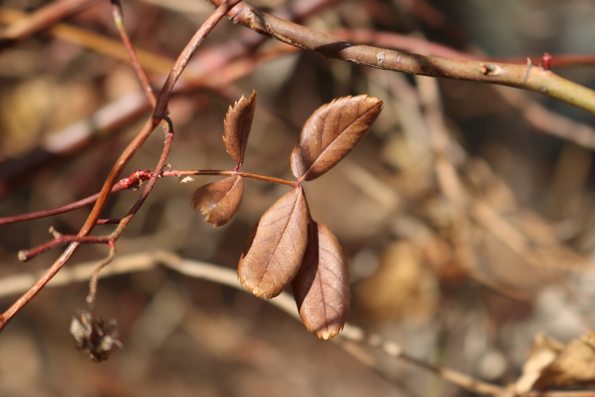 Canon EOS 760D (EOS Rebel T6s / EOS 8000D) sample photo. Leaf photography