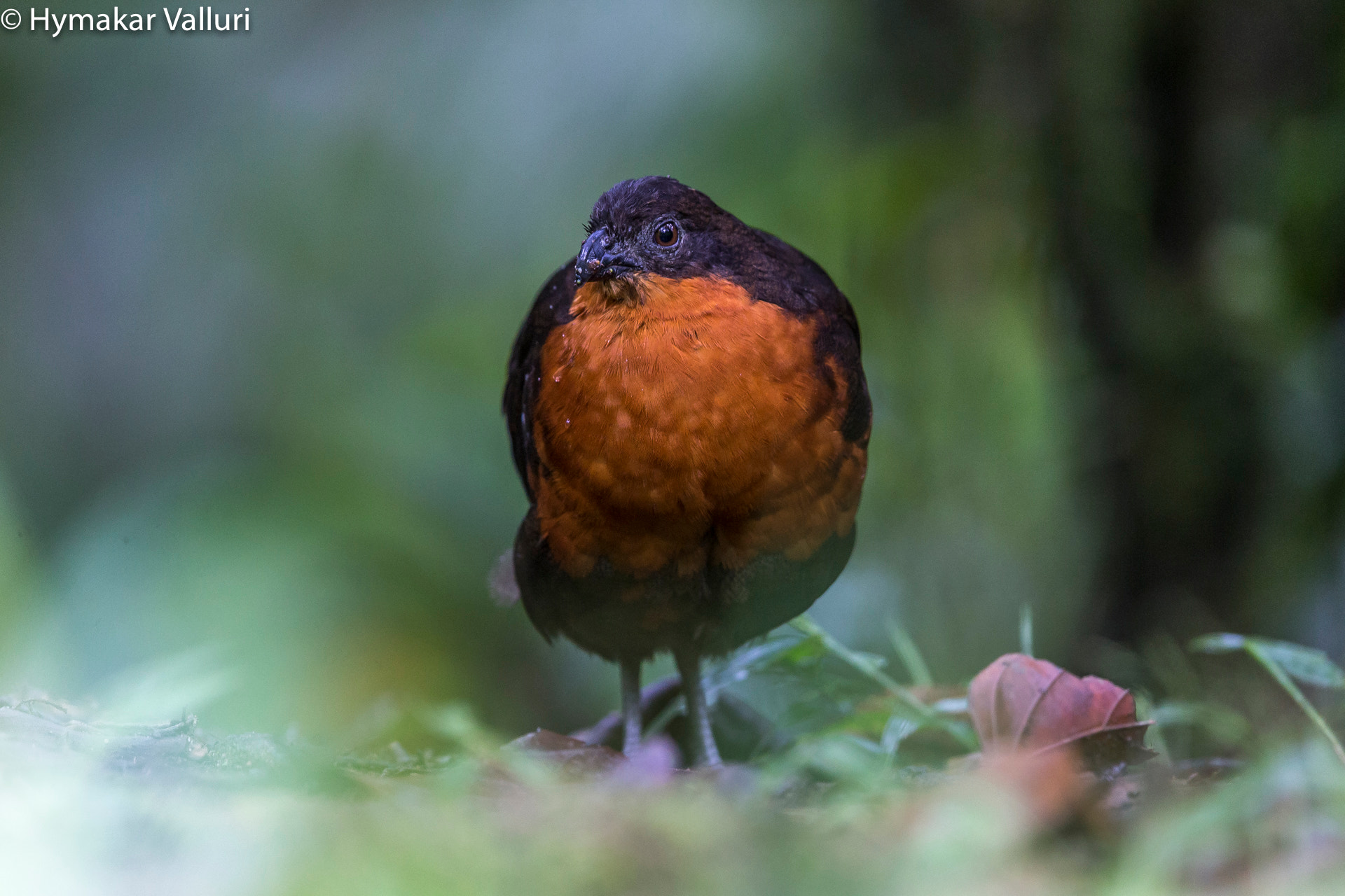 Canon EF 500mm F4L IS II USM sample photo. Dark backed wood quail photography