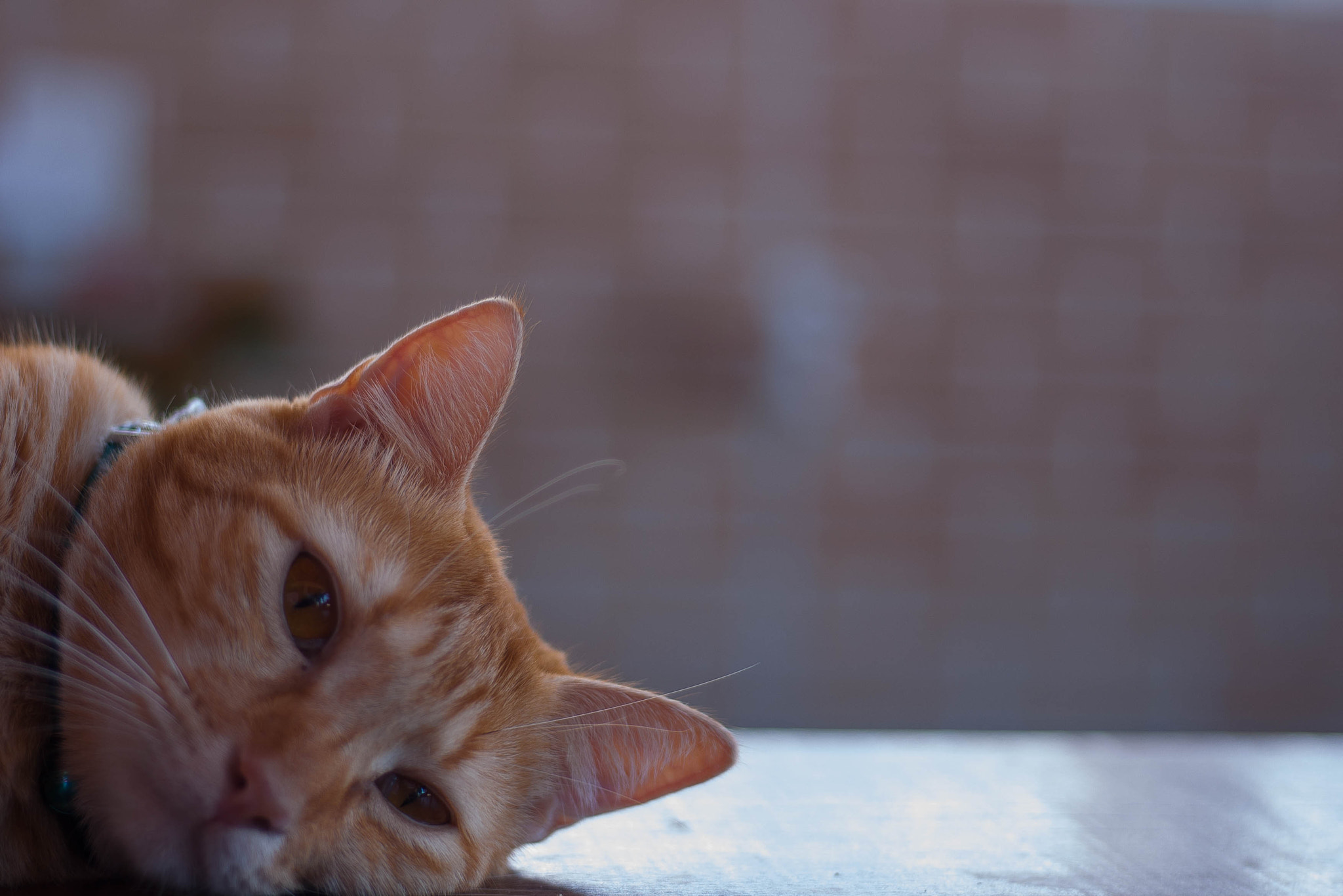 Canon EOS 1000D (EOS Digital Rebel XS / EOS Kiss F) sample photo. Desngoso photography