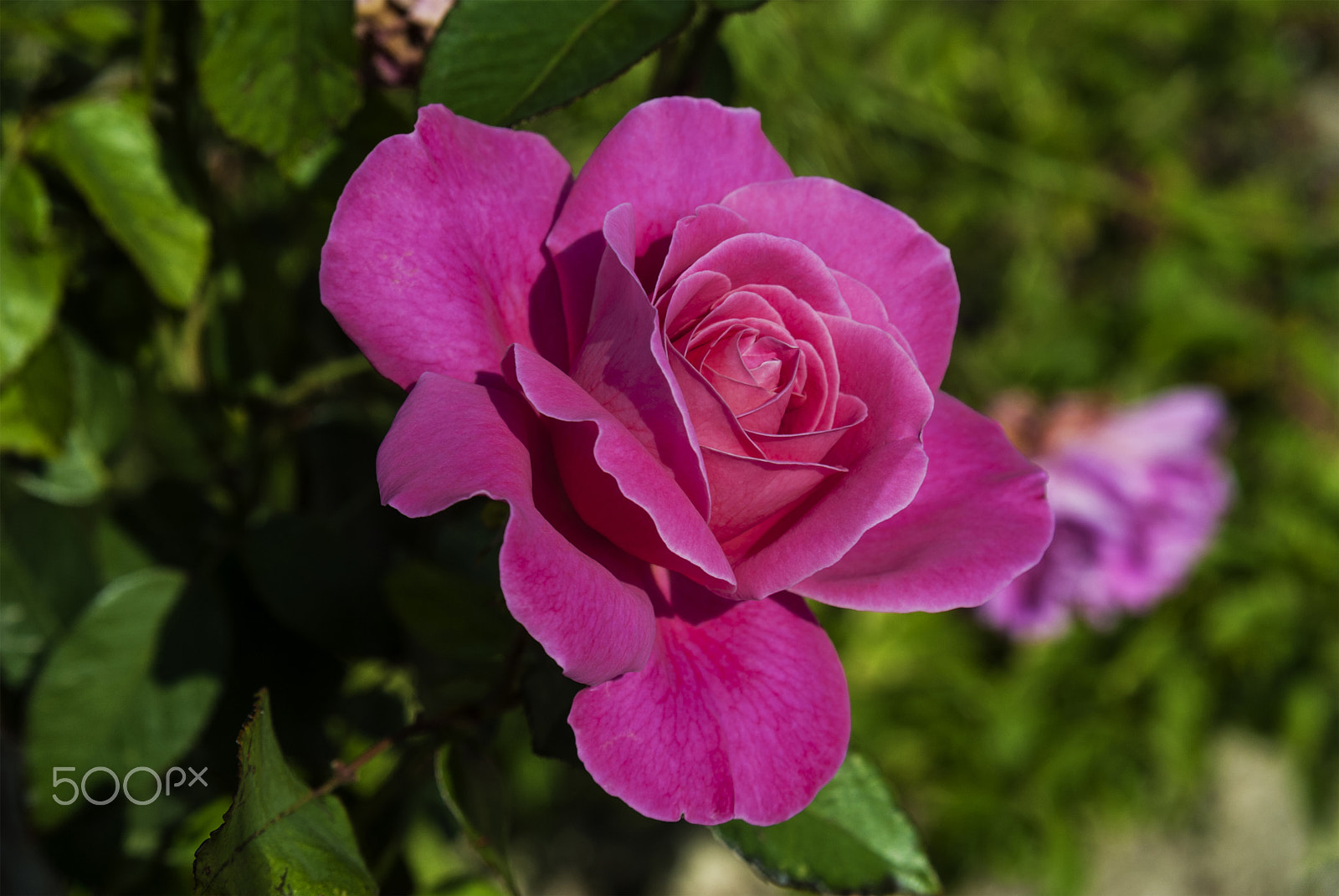 Nikon AF Nikkor 24-85mm F2.8-4D IF sample photo. Gül (rose)... photography