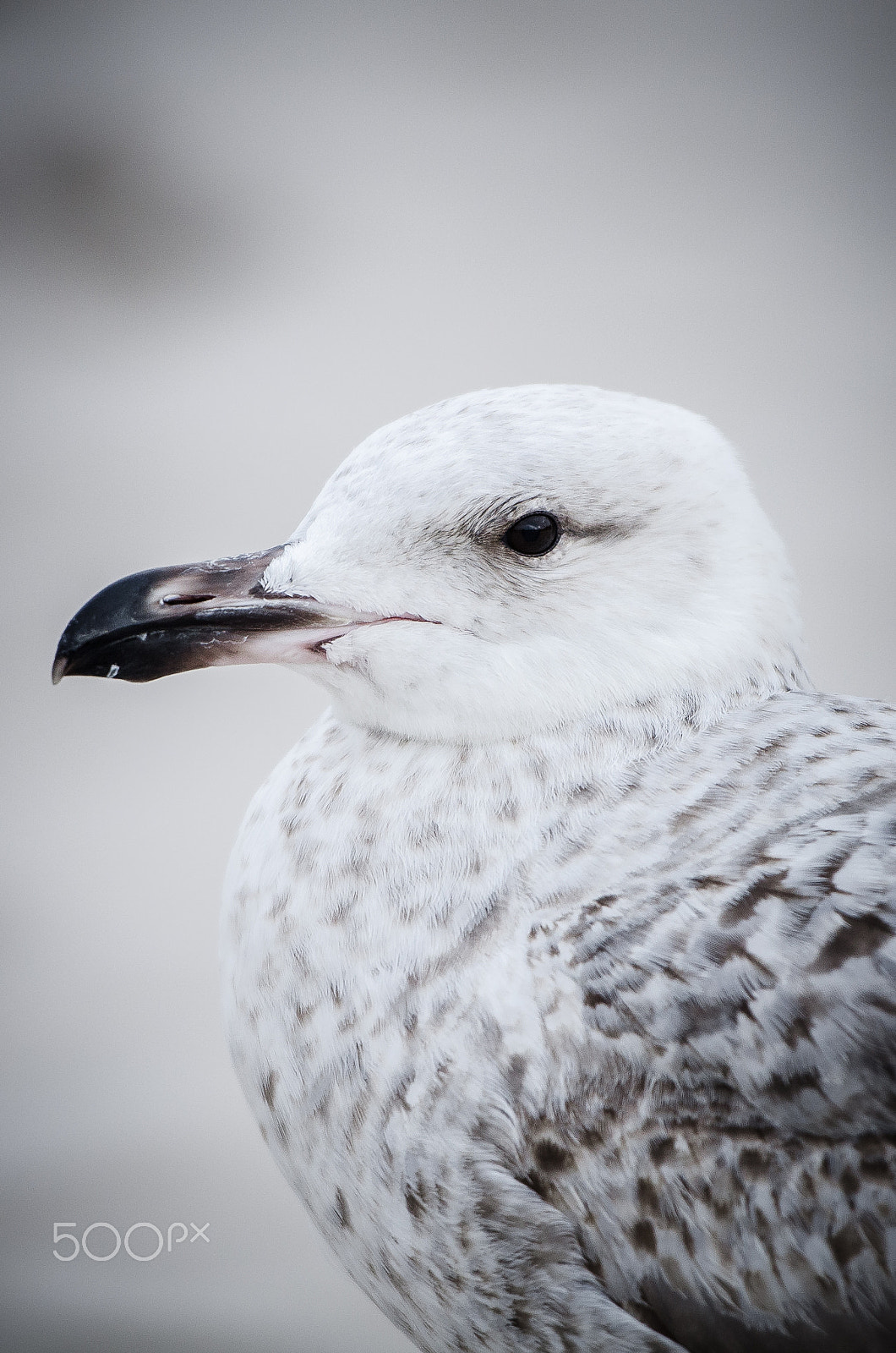 Nikon AF-S Nikkor 70-200mm F2.8G ED VR II sample photo. Seagull photography