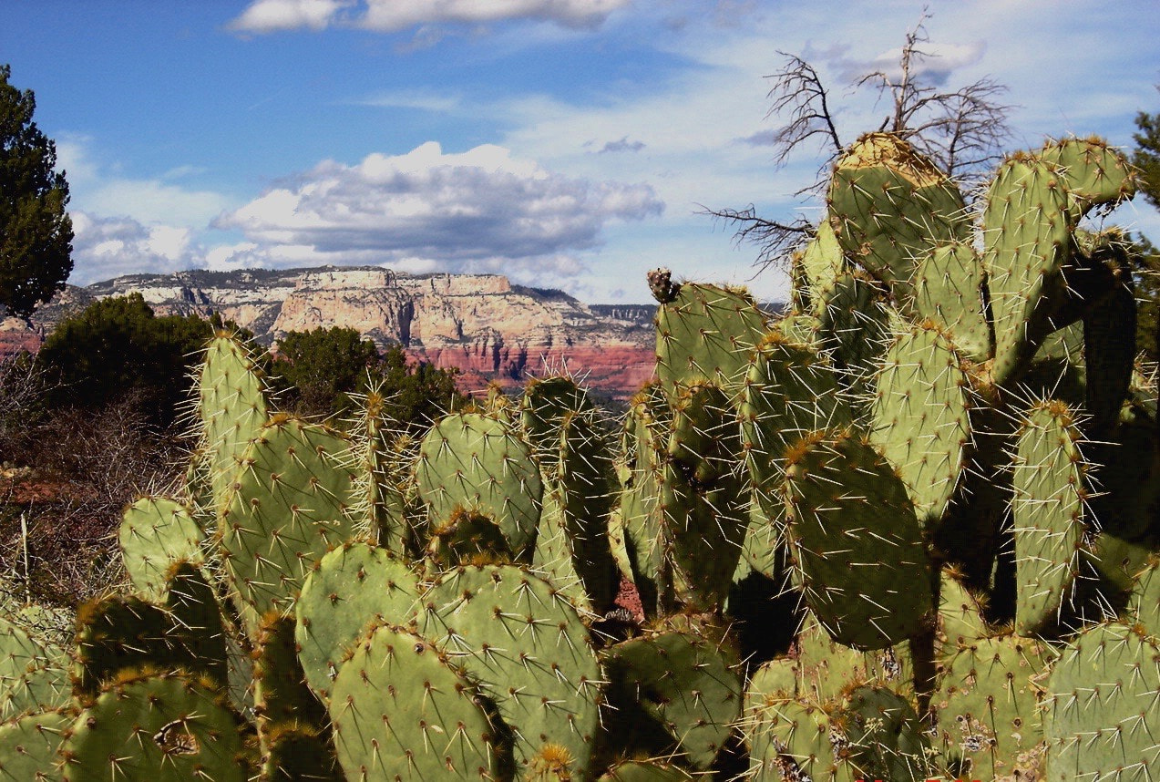 Sony DSC-P93 sample photo. Sedona prickly pear photography