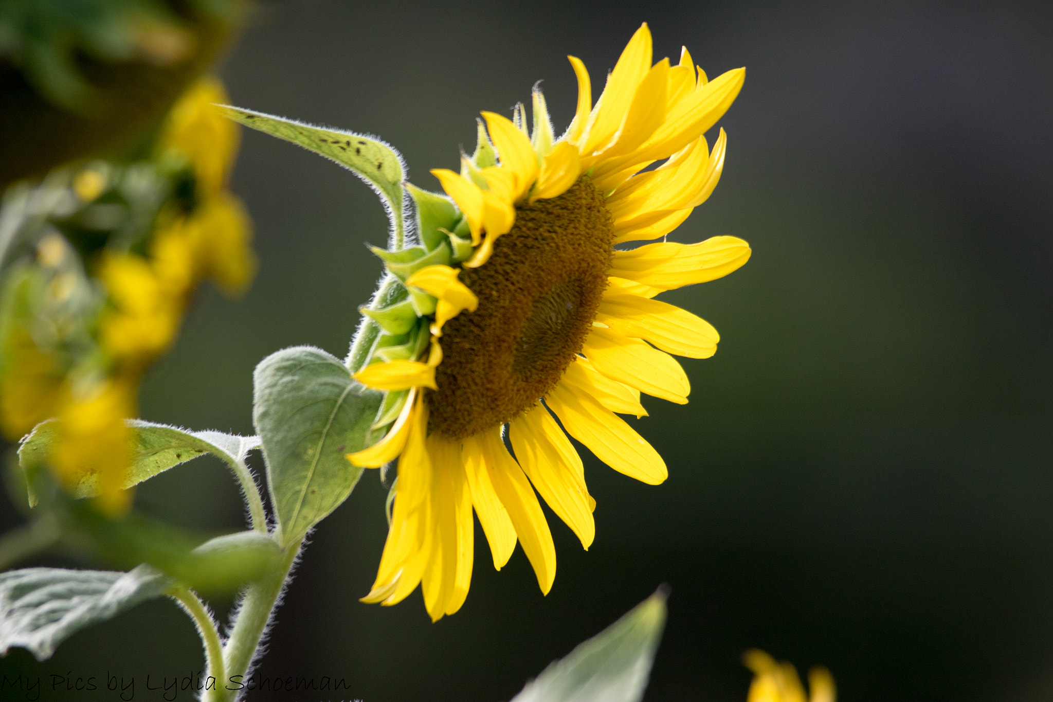 Sigma 150-500mm F5-6.3 DG OS HSM sample photo. Sunflowers photography