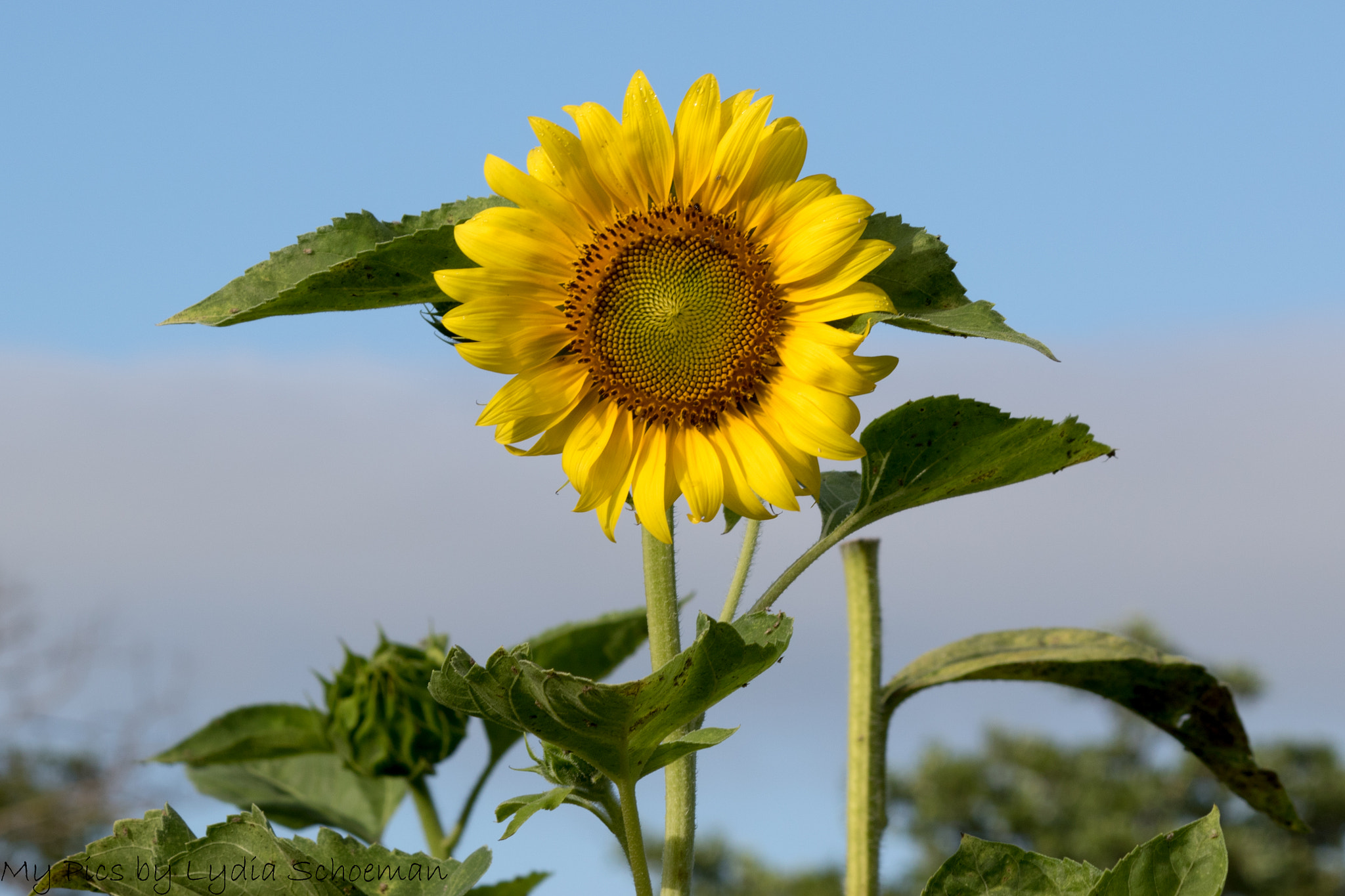 Canon EF-S 55-250mm F4-5.6 IS II sample photo. Sunflowers photography