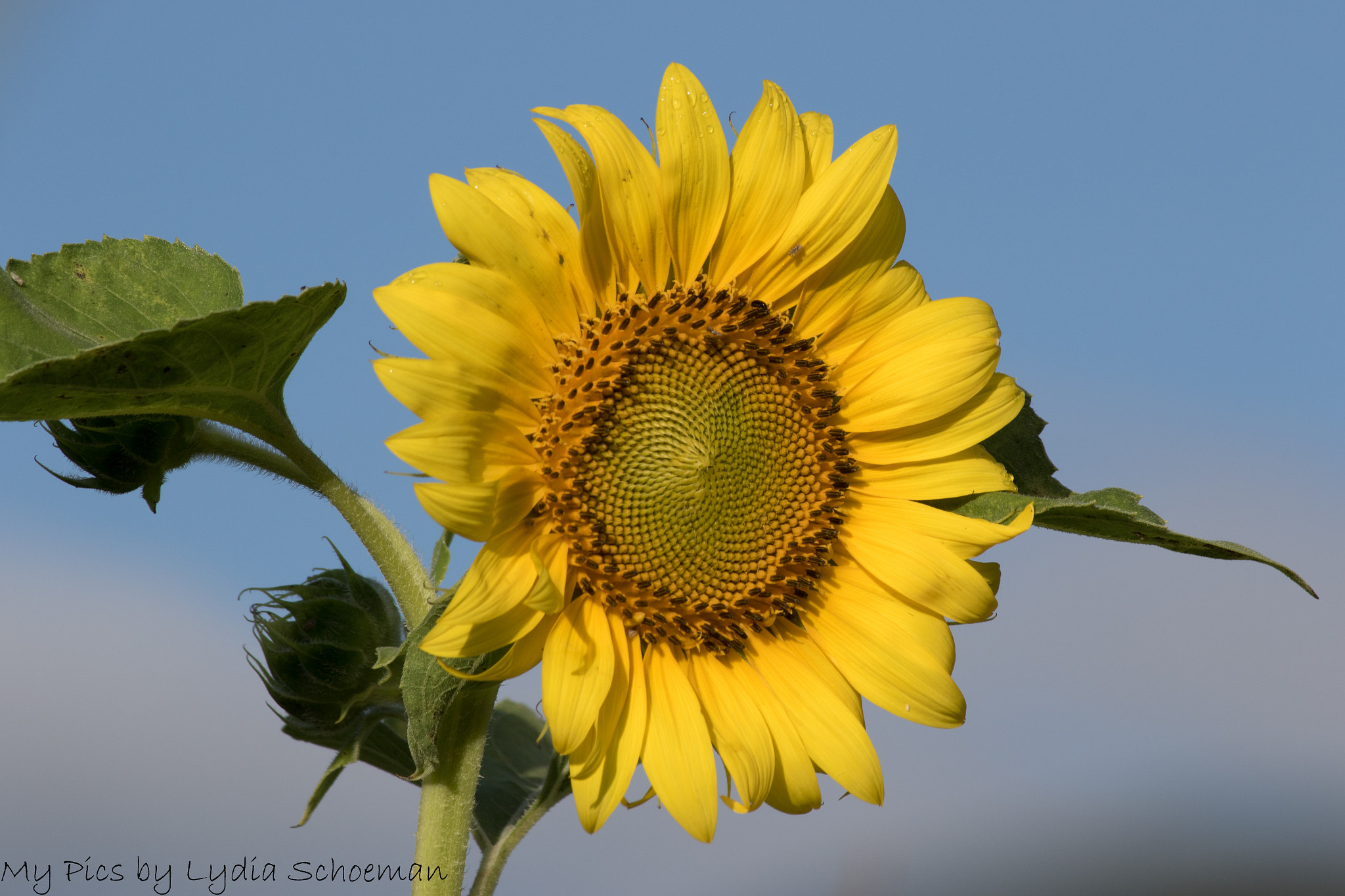 Canon EF-S 55-250mm F4-5.6 IS II sample photo. Sunflowers photography