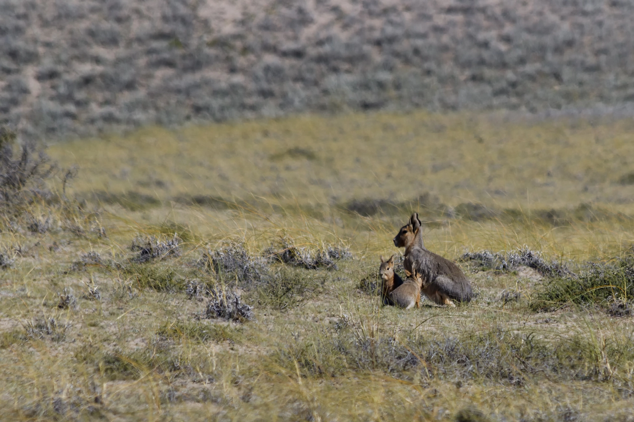 Canon EF 70-300mm F4-5.6 IS USM sample photo. Mara (dolichotis patagonum) photography