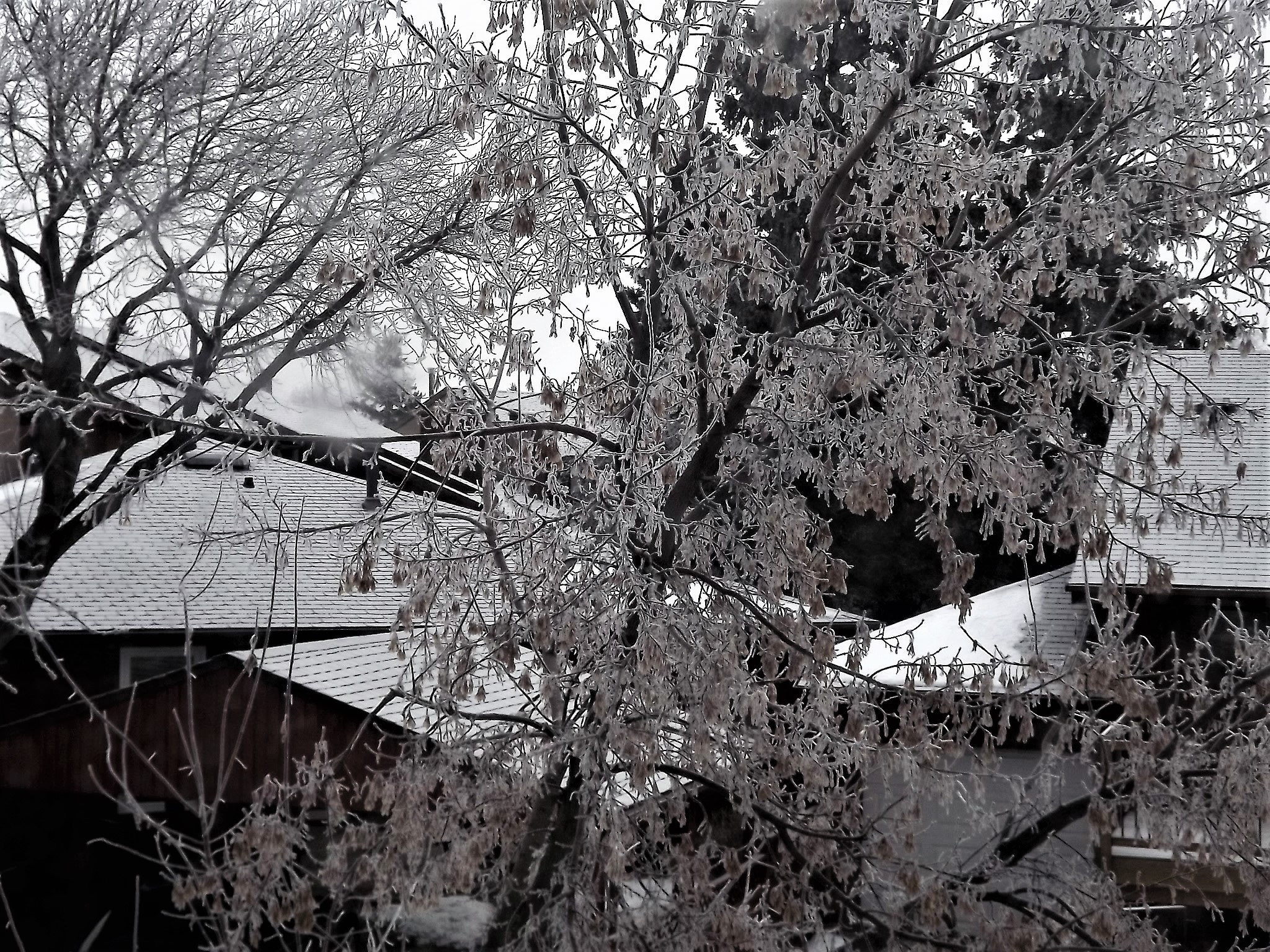 Fujifilm FinePix S3400 sample photo. Frosted tree photography