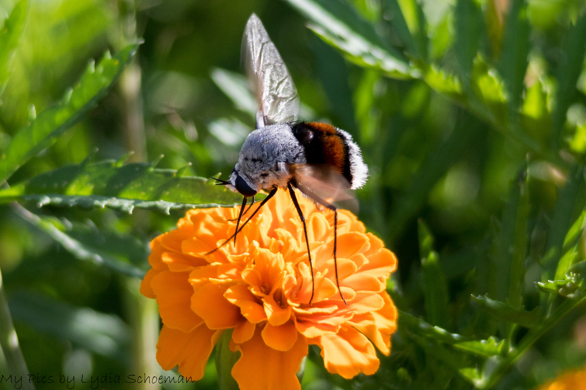 Sigma 150-500mm F5-6.3 DG OS HSM sample photo. Bombyliidae >bombomyia sp on marigold photography