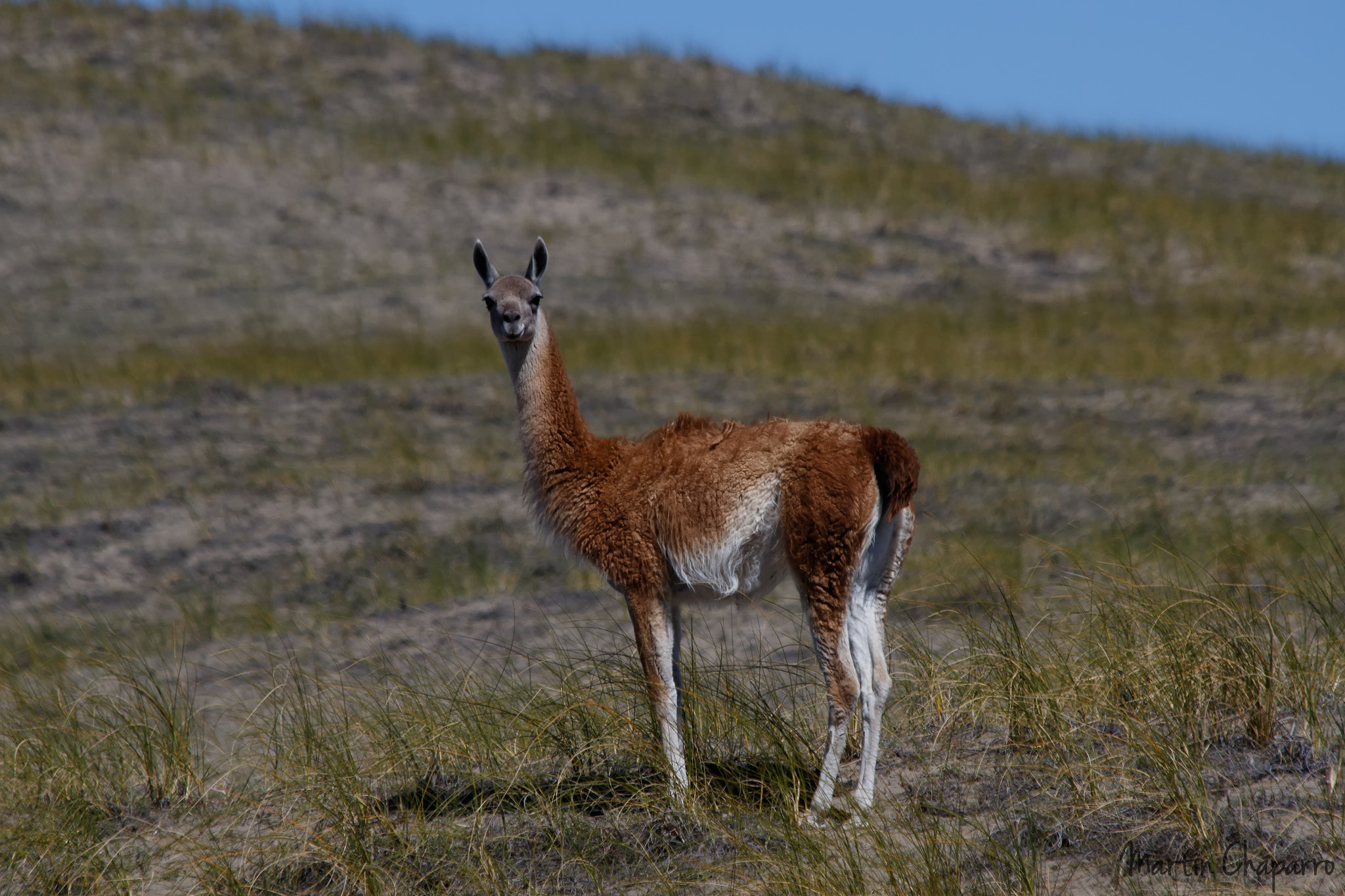 Canon EF 70-300mm F4-5.6 IS USM sample photo. Guanaco (lama guanicoe) photography