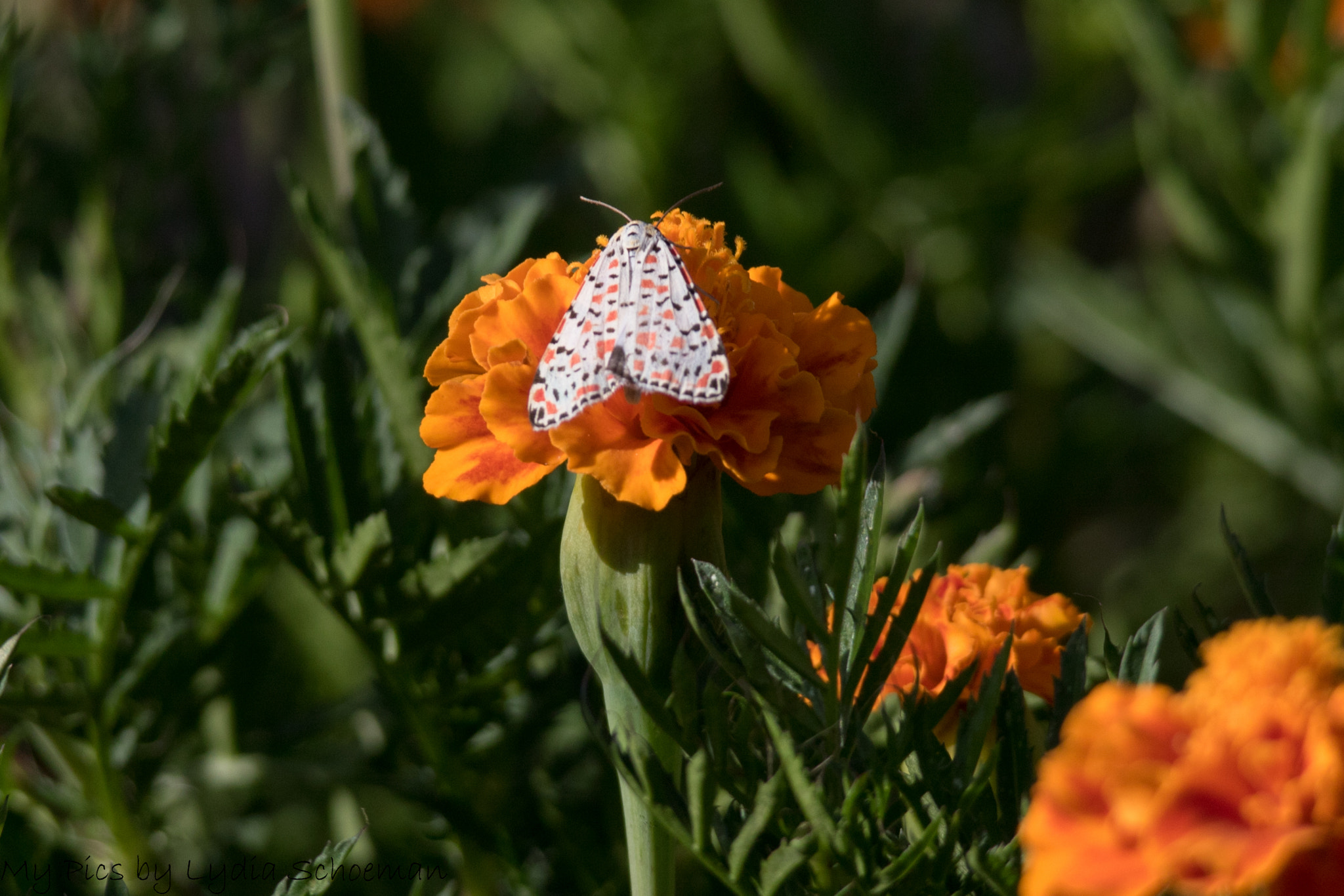 Sigma 150-500mm F5-6.3 DG OS HSM sample photo. Butterfly photography