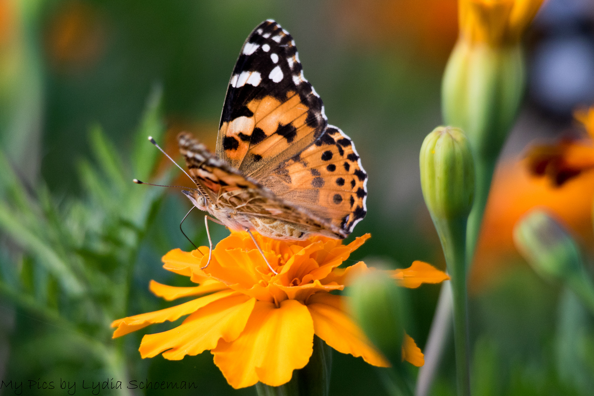 Sigma 150-500mm F5-6.3 DG OS HSM sample photo. Orange butterfly photography