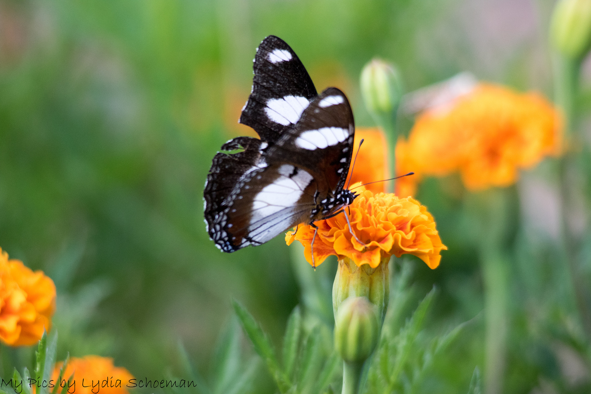 Sigma 150-500mm F5-6.3 DG OS HSM sample photo. Black & white butterfly photography