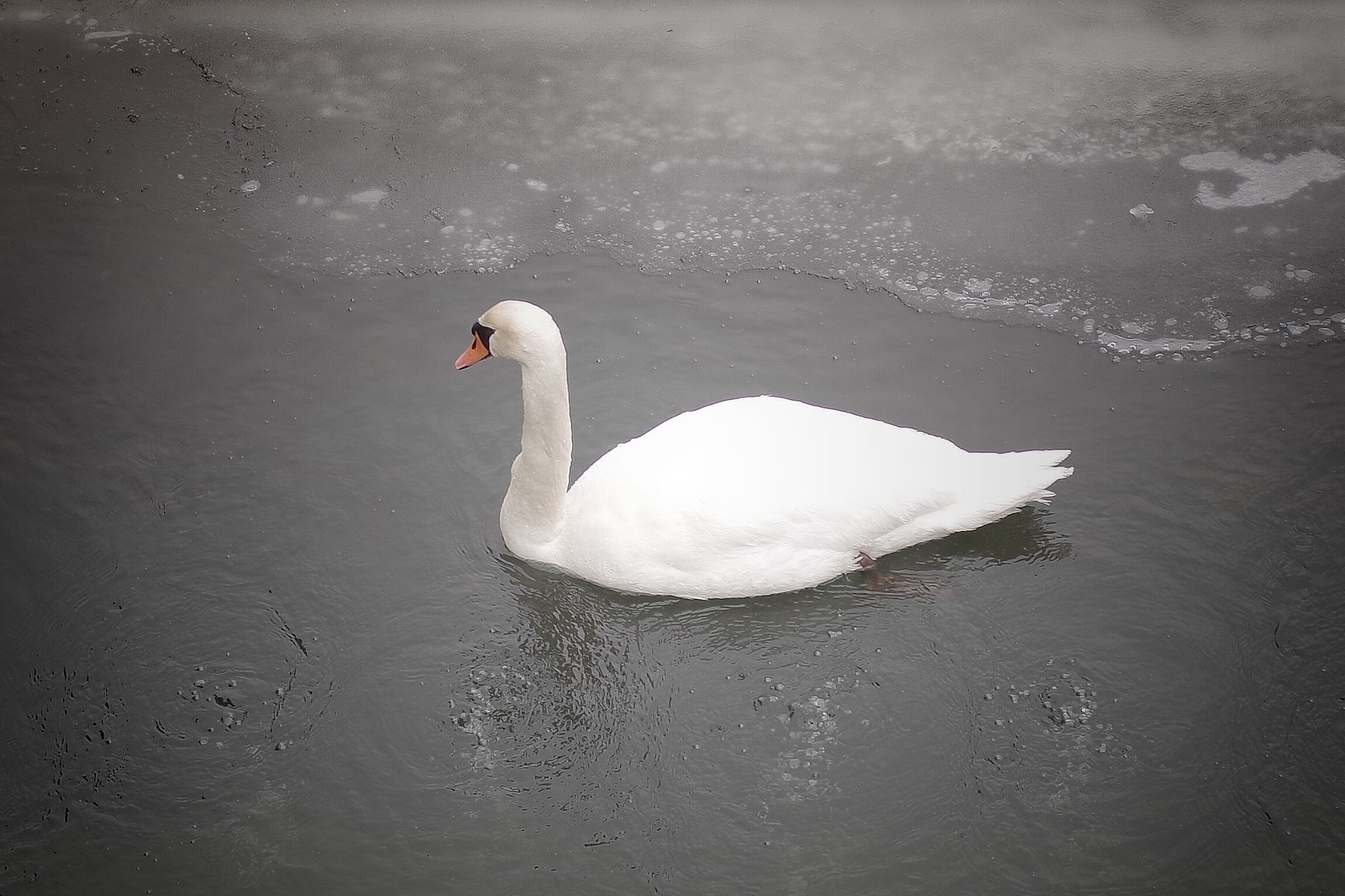 Pentax K-30 + Pentax smc FA 43mm F1.9 Limited sample photo. Swan photography