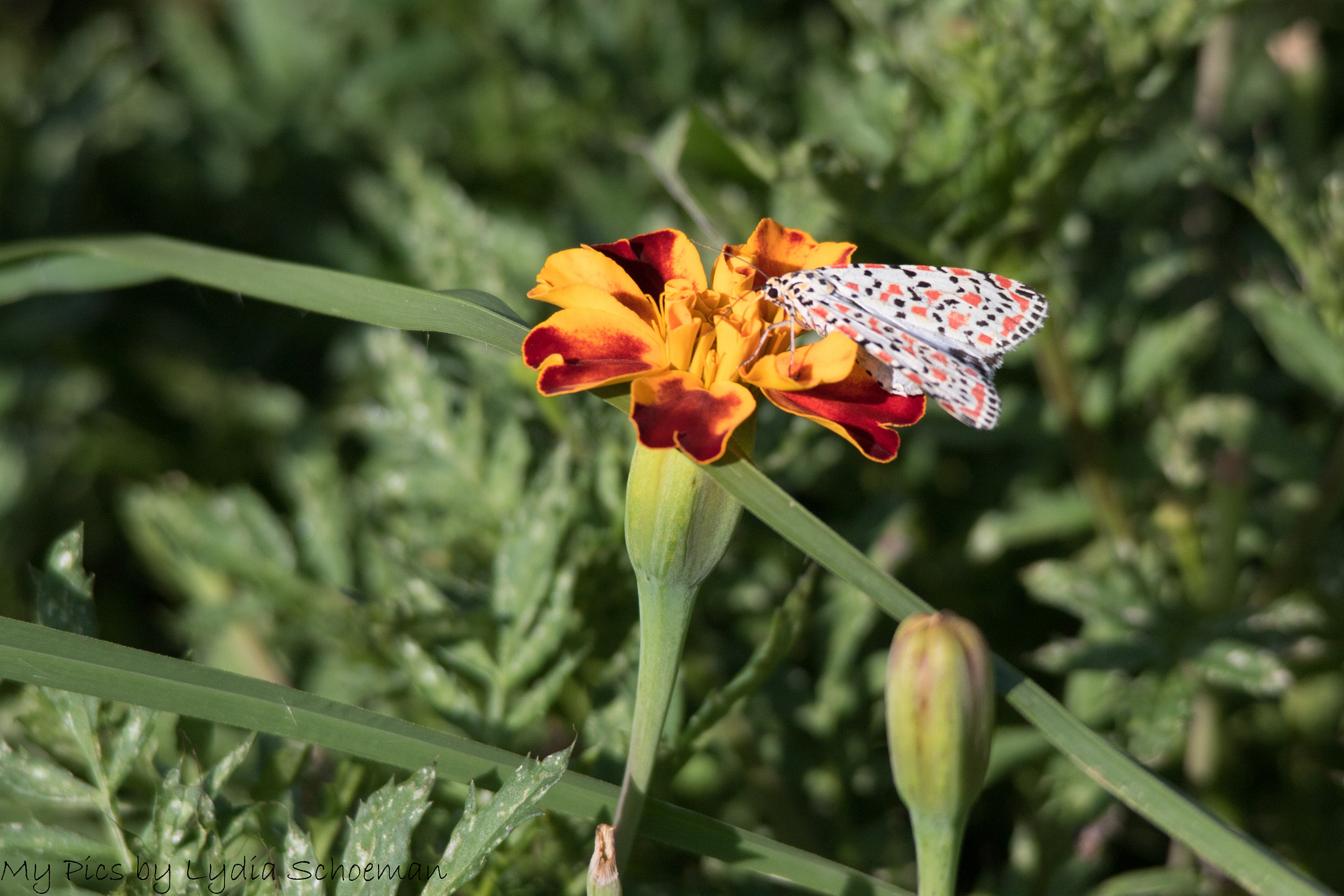 Sigma 150-500mm F5-6.3 DG OS HSM sample photo. Butterflies photography