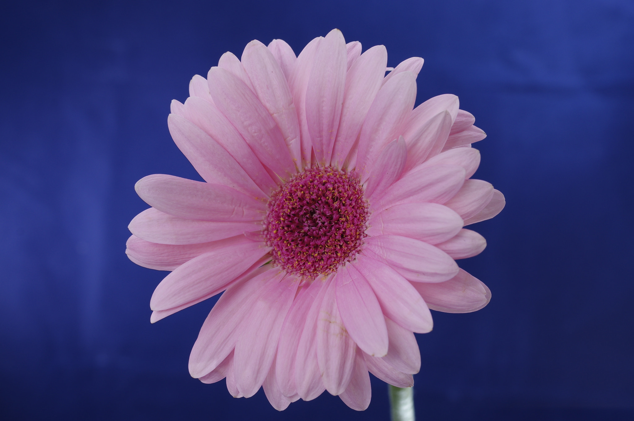 Pentax smc D-FA 50mm F2.8 Macro sample photo