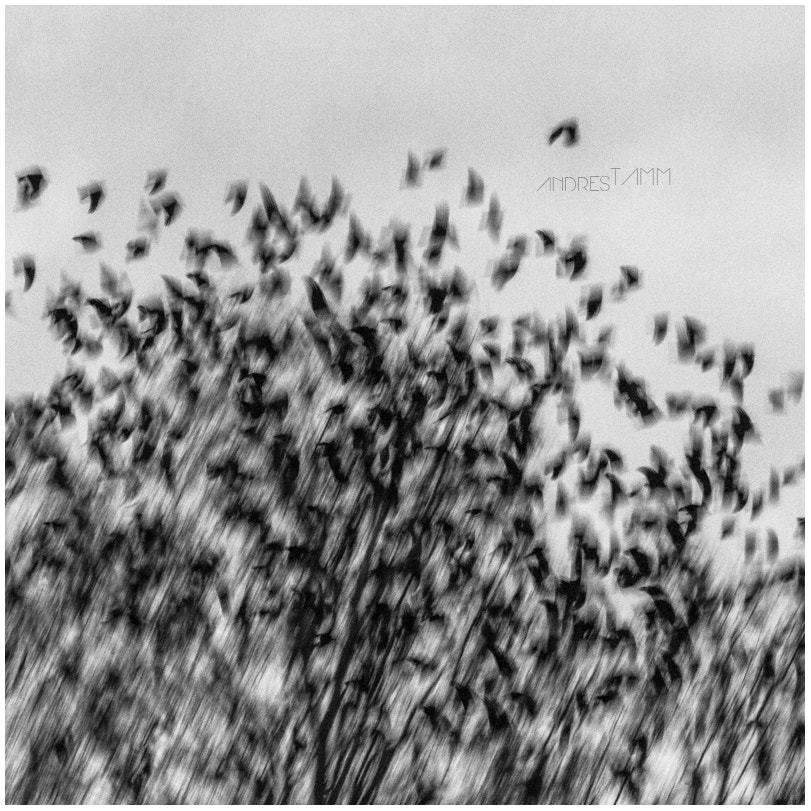 Sigma 70-200mm F2.8 EX DG OS HSM sample photo. The birds photography