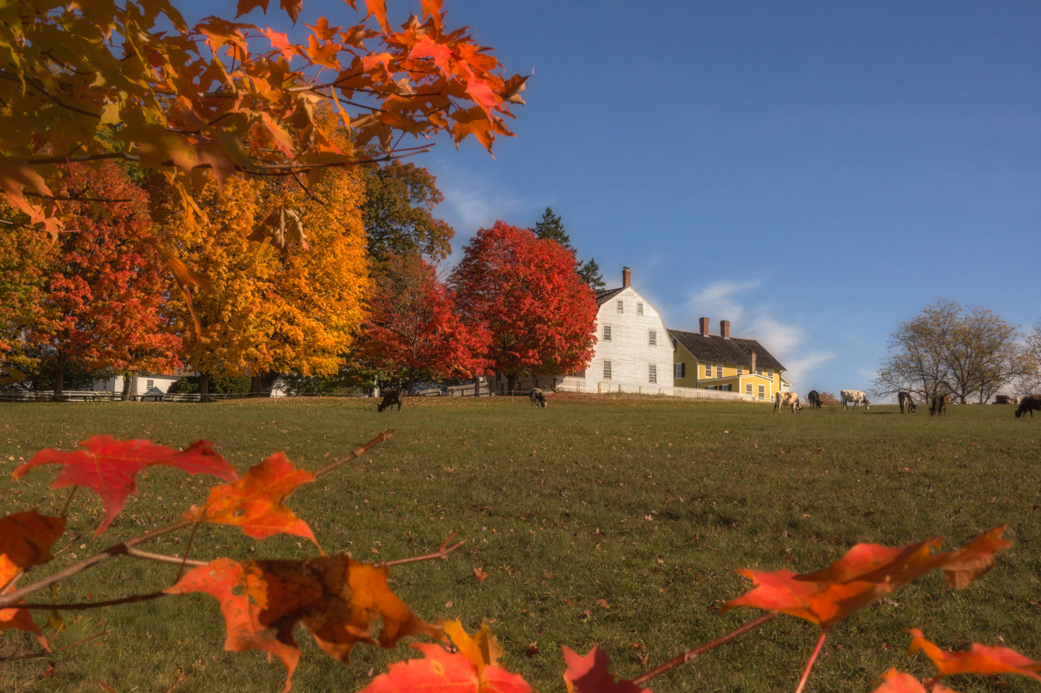 Sony SLT-A65 (SLT-A65V) + Sony DT 18-55mm F3.5-5.6 SAM sample photo. Autumn farm pasture photography