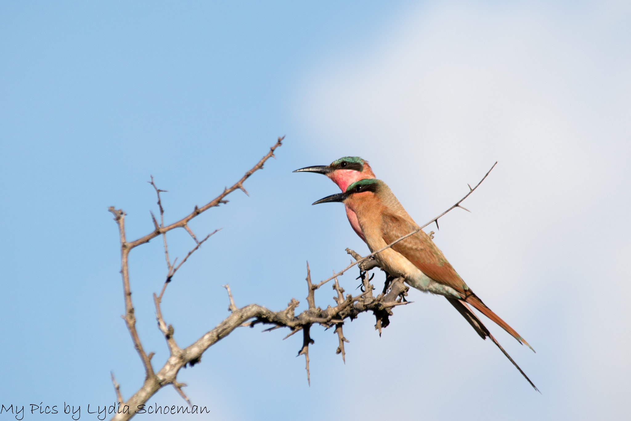 Sigma 150-500mm F5-6.3 DG OS HSM sample photo. Southern carmine bee eater photography