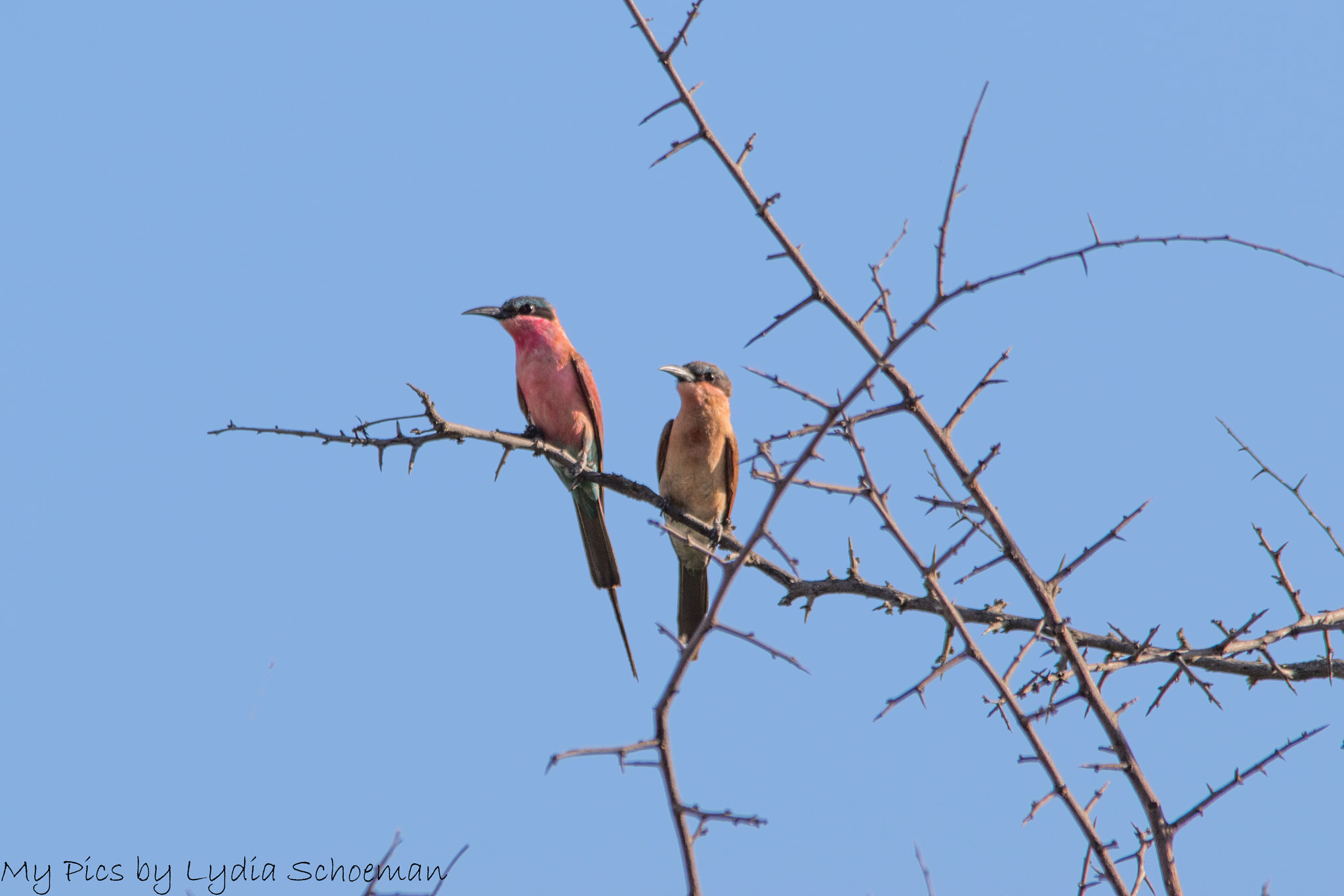 Sigma 150-500mm F5-6.3 DG OS HSM sample photo. Southern carmine bee eater () photography