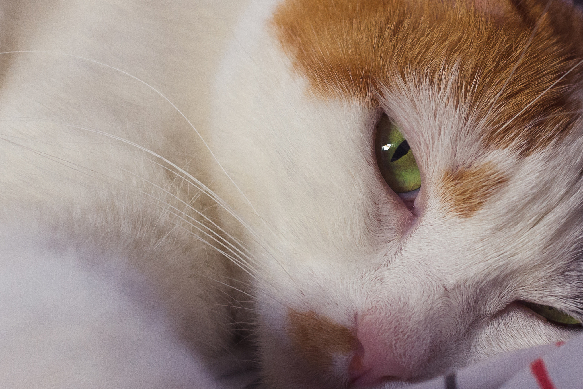 Canon EF-S 24mm F2.8 STM sample photo. Bella trying to take a nap photography