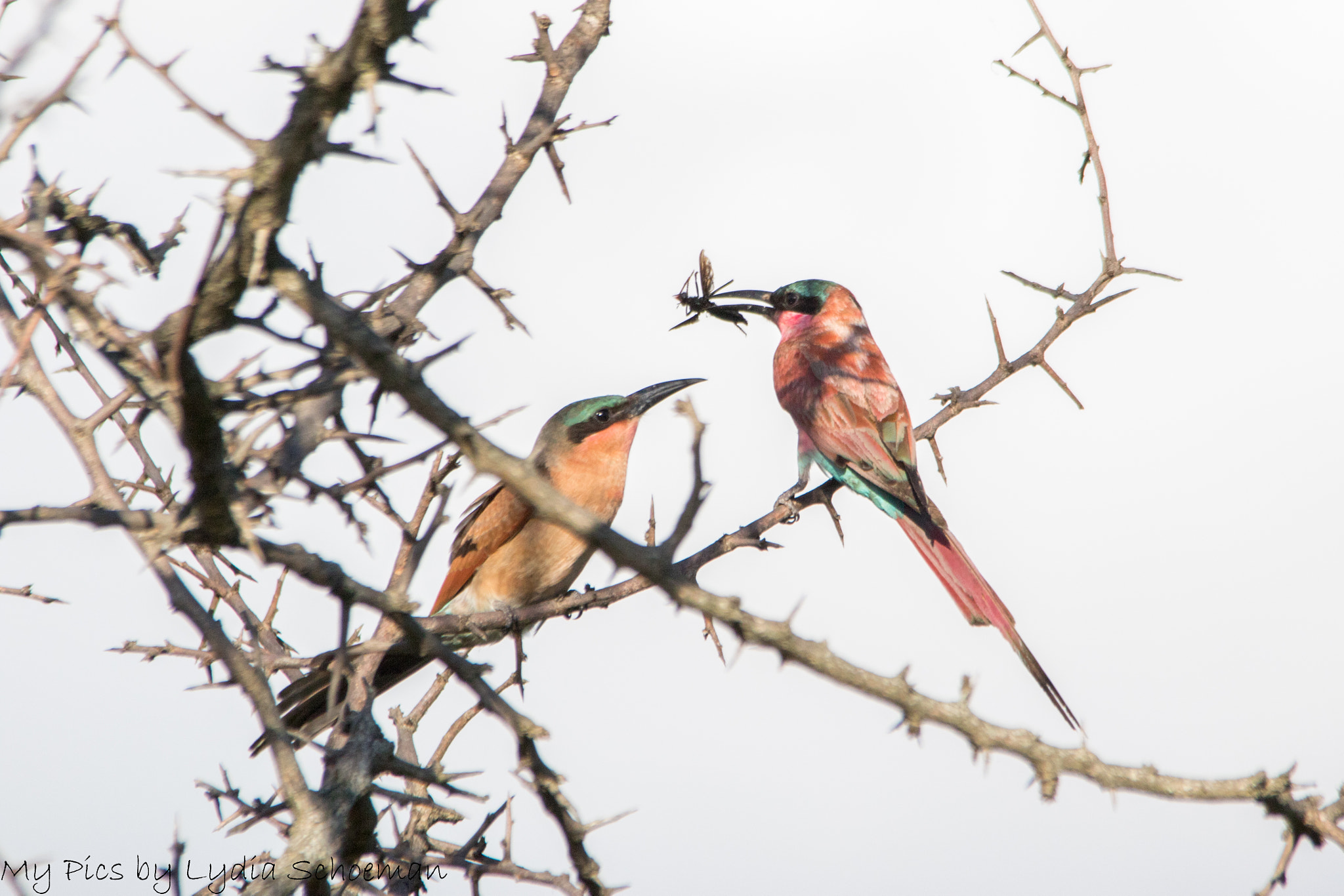 Sigma 150-500mm F5-6.3 DG OS HSM sample photo. Southern carmine bee eater () photography