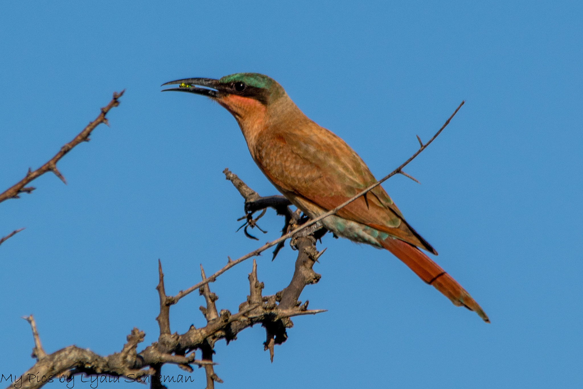 Sigma 150-500mm F5-6.3 DG OS HSM sample photo. Southern carmine bee eater photography