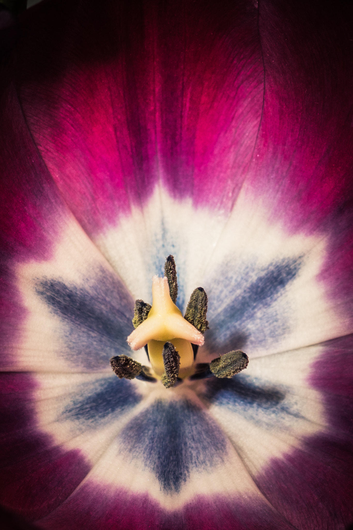 Sony DT 30mm F2.8 Macro SAM sample photo. From hamster jam photography