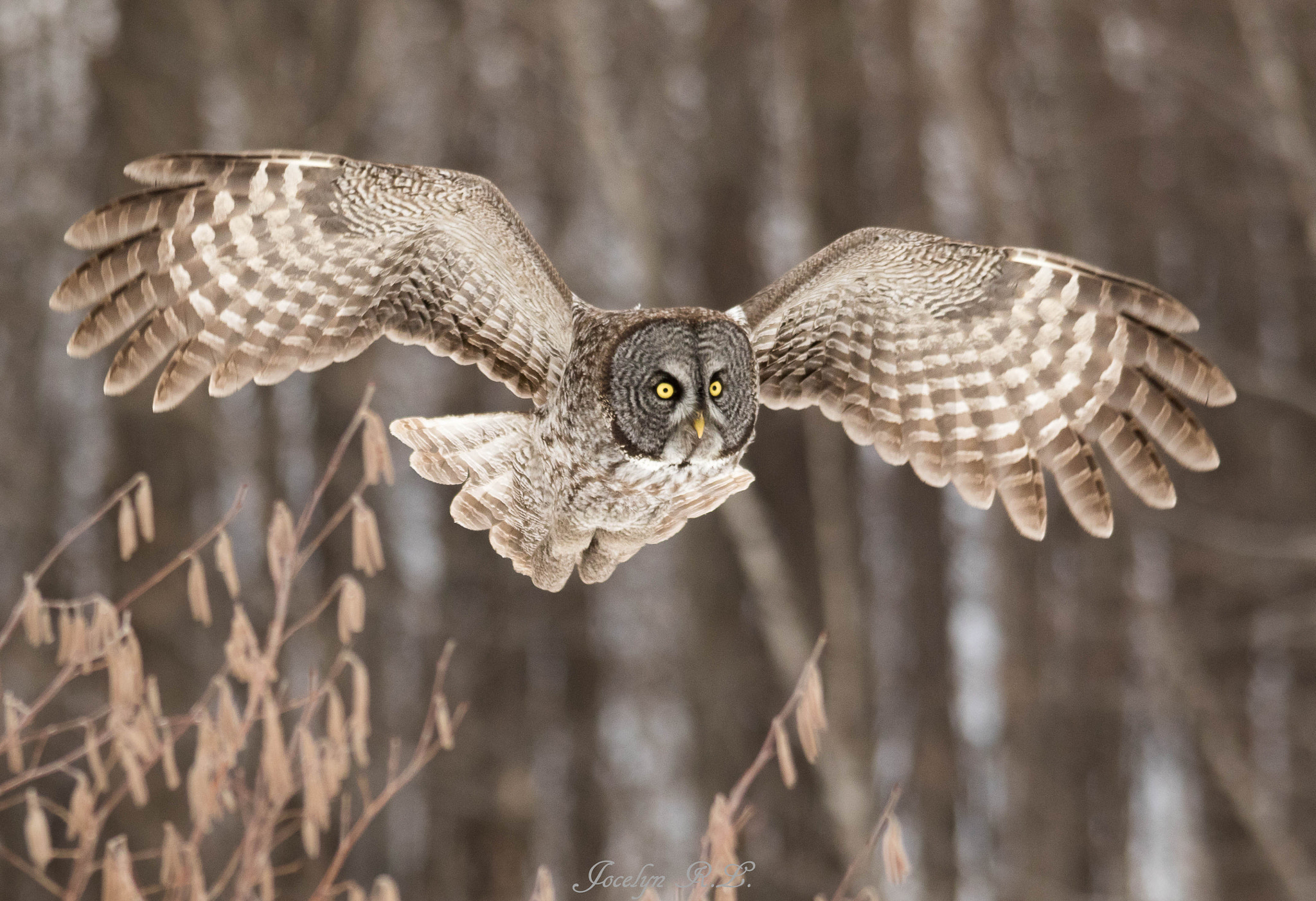 Sigma 150-500mm F5-6.3 DG OS HSM sample photo. Qa photography