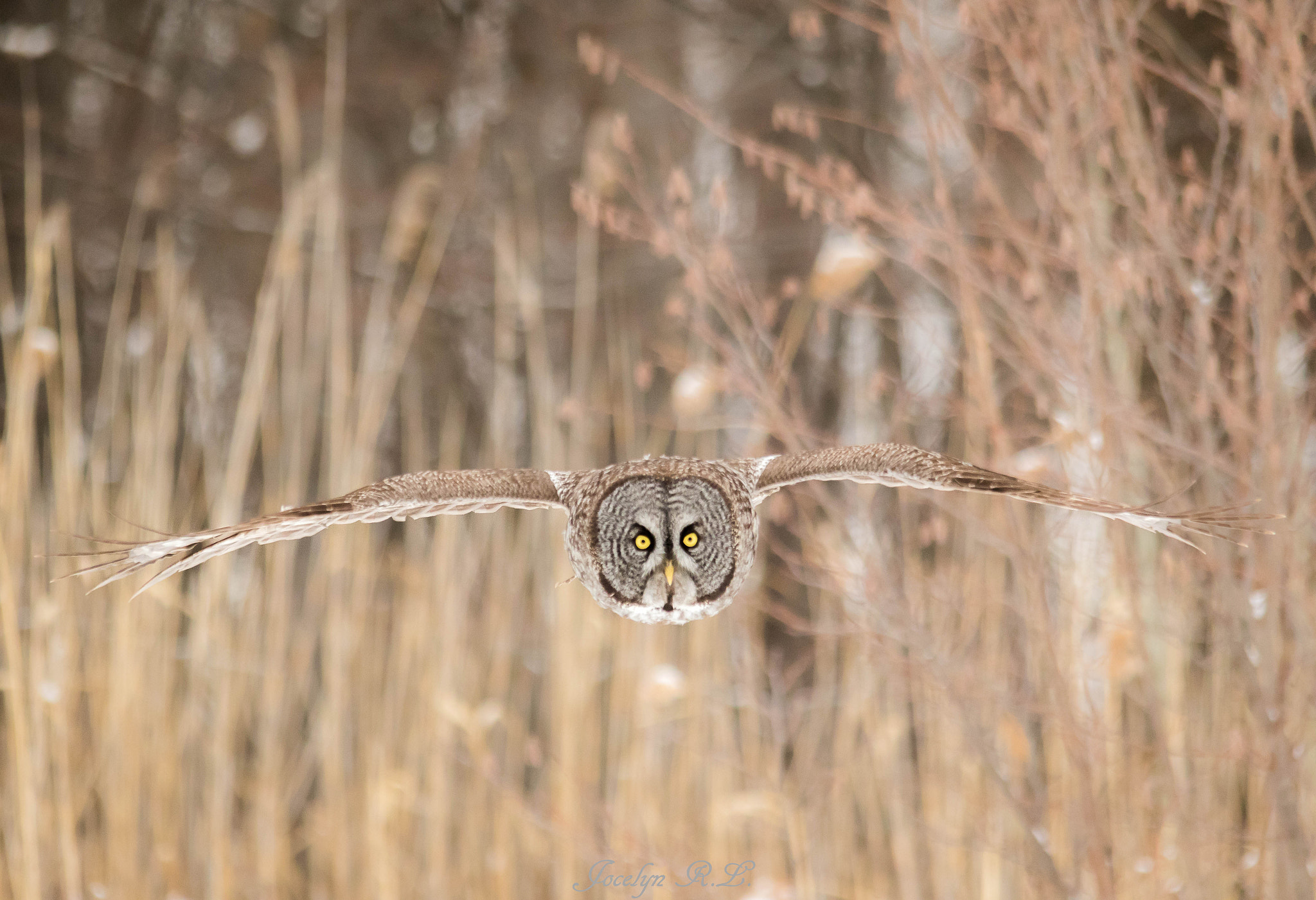 Sigma 150-500mm F5-6.3 DG OS HSM sample photo. Qa photography