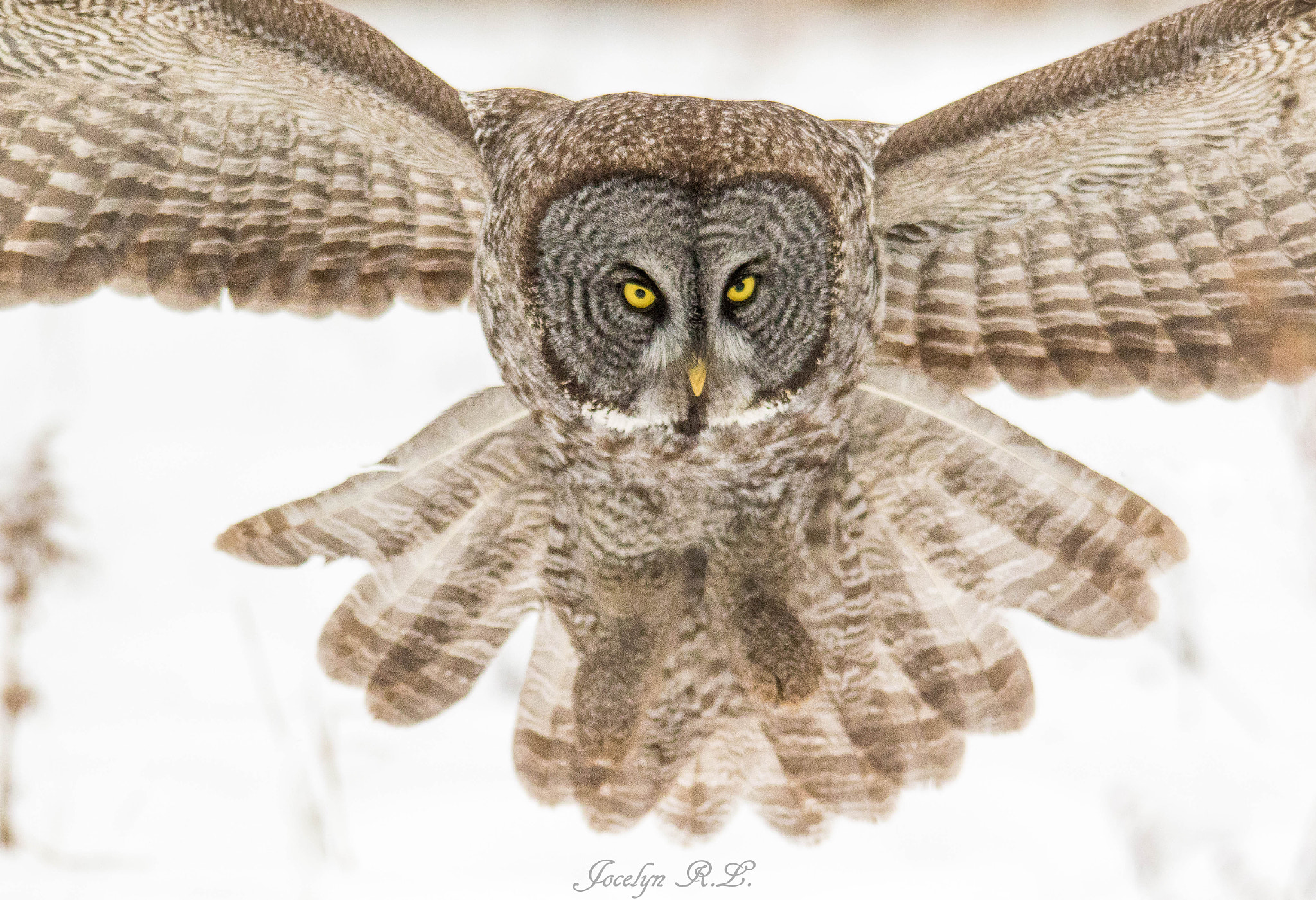 Sigma 150-500mm F5-6.3 DG OS HSM sample photo. Qa photography