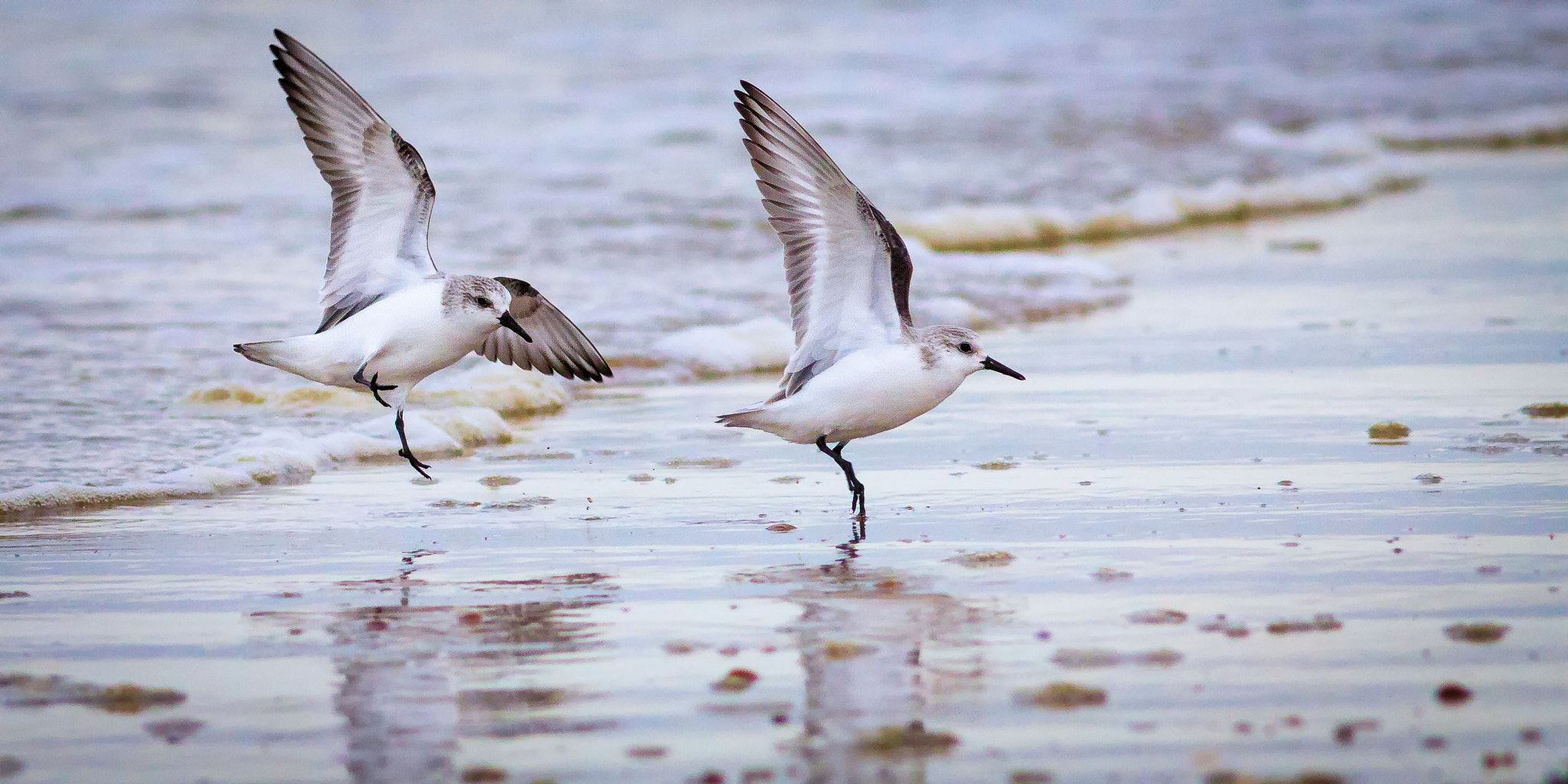 Canon EOS 7D + Canon EF 300mm F4L IS USM sample photo. Chasing birds photography