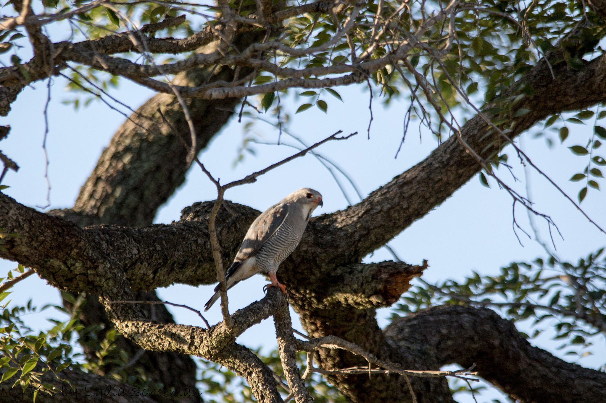 Sigma 150-500mm F5-6.3 DG OS HSM sample photo. Lizard buzzard kaupifalco monogrammicus akkedisvalk r() photography