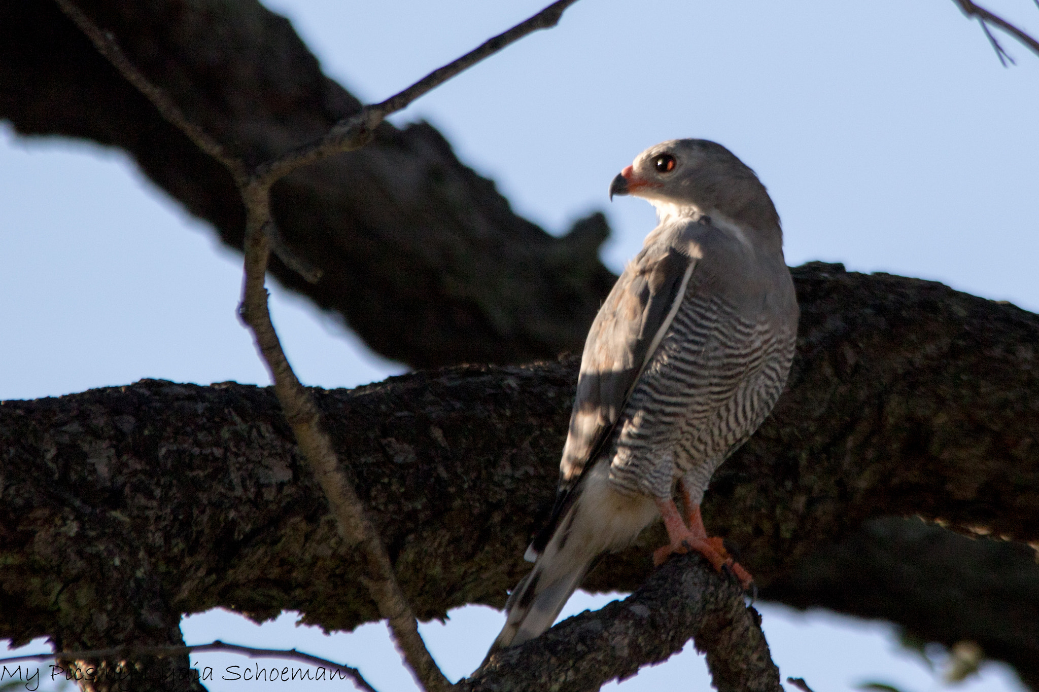 Sigma 150-500mm F5-6.3 DG OS HSM sample photo. Lizard buzzard kaupifalco monogrammicus akkedisvalk r() photography