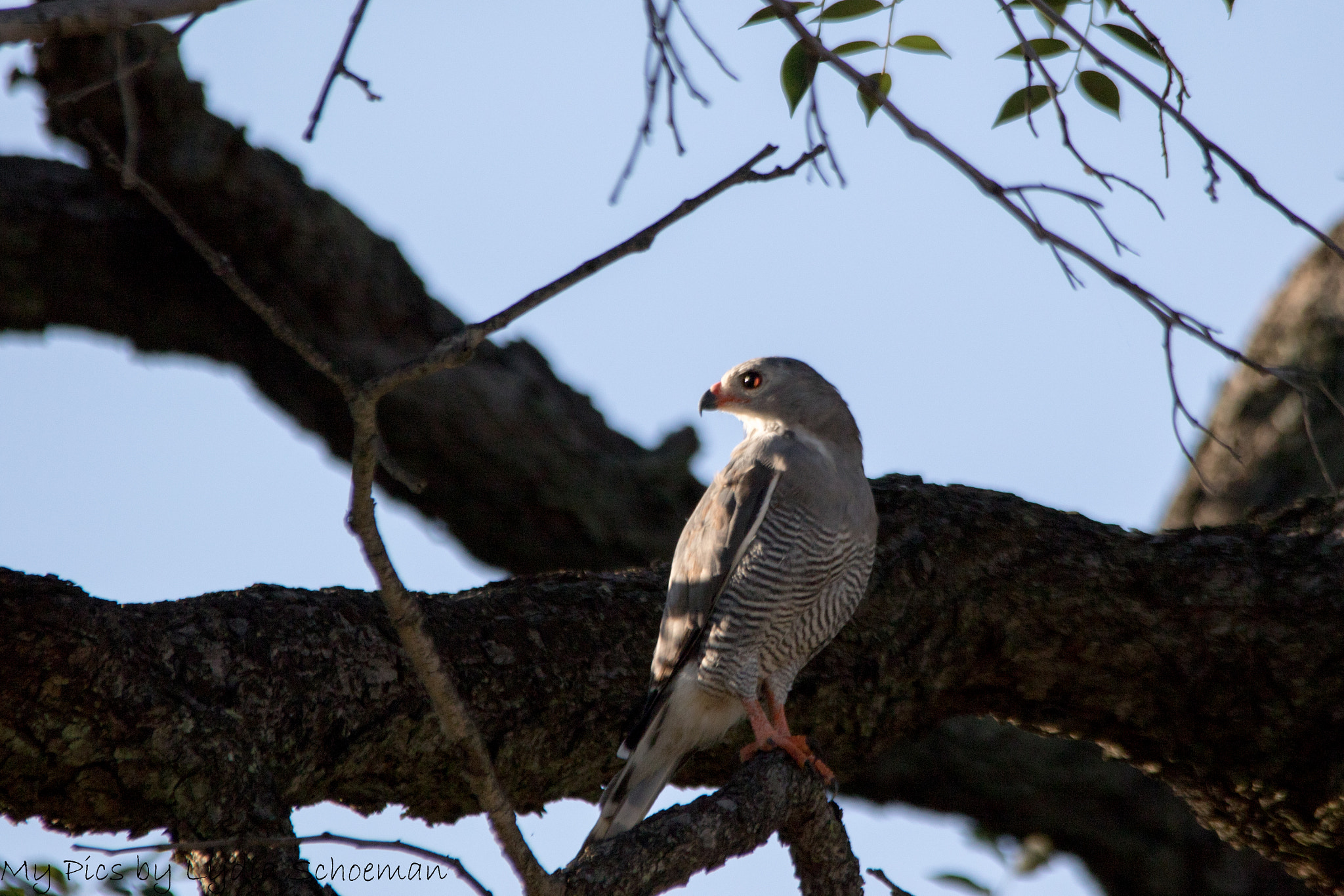 Sigma 150-500mm F5-6.3 DG OS HSM sample photo. Lizard buzzard photography