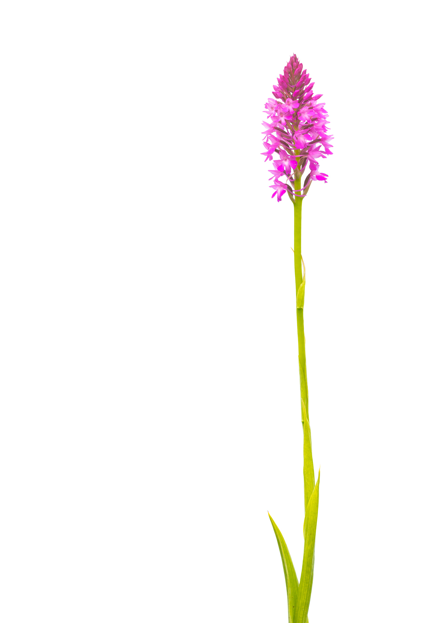 Sigma APO Macro 150mm f/2.8 EX DG HSM sample photo. { anacamptis pyramidalis } photography